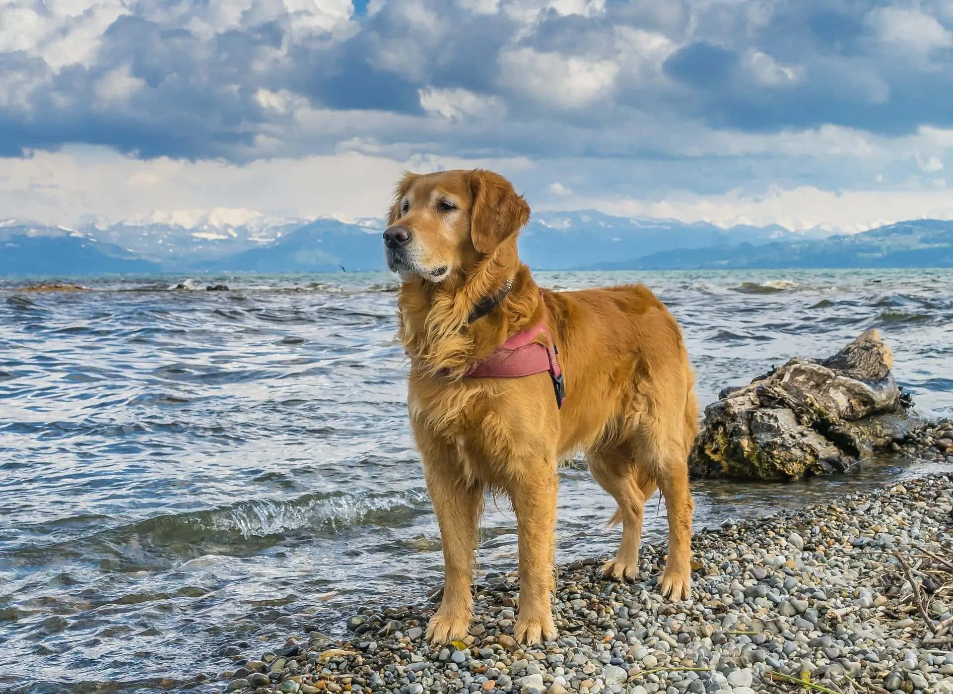 狗 桌布 壁紙 — 一隻黃金獵犬警覺地站在卵石海岸上，海浪拍打著牠的爪子，積雪覆蓋的山脈在戲劇性的多雲天空下聳立。