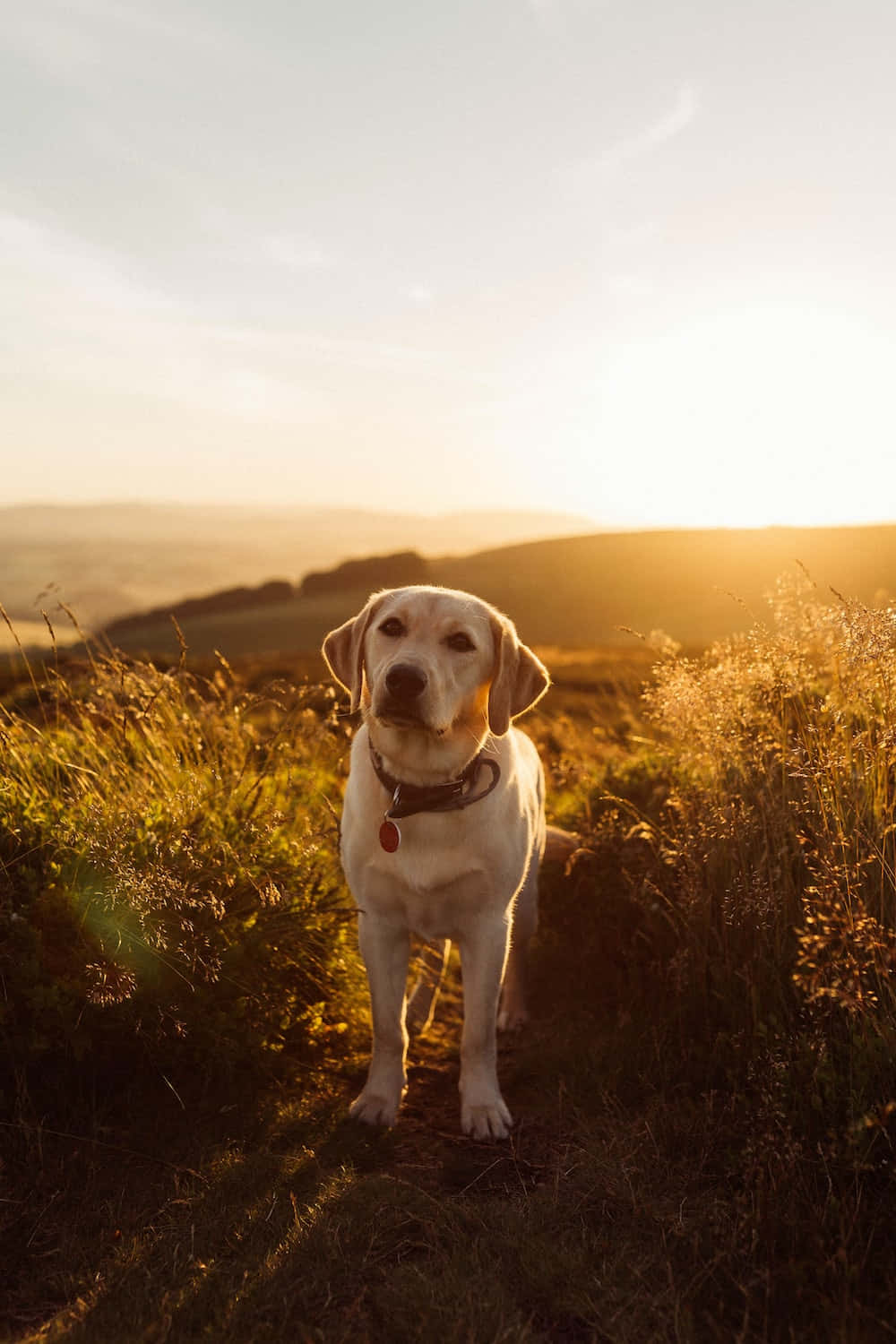 Labrador 桌布 壁紙 — 一隻黃金獵犬警覺地站在高草中，溫暖的夕陽光輝沐浴著身後起伏的山丘。