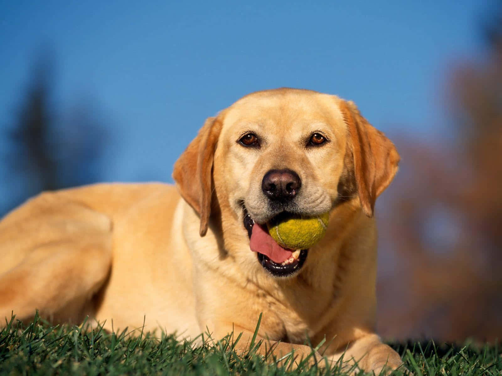 Yellow Labrador 桌布 壁紙 — 一隻黃金獵犬躺在綠色草地上，嘴裡叼著一個黃色網球，背景是晴朗的藍天。