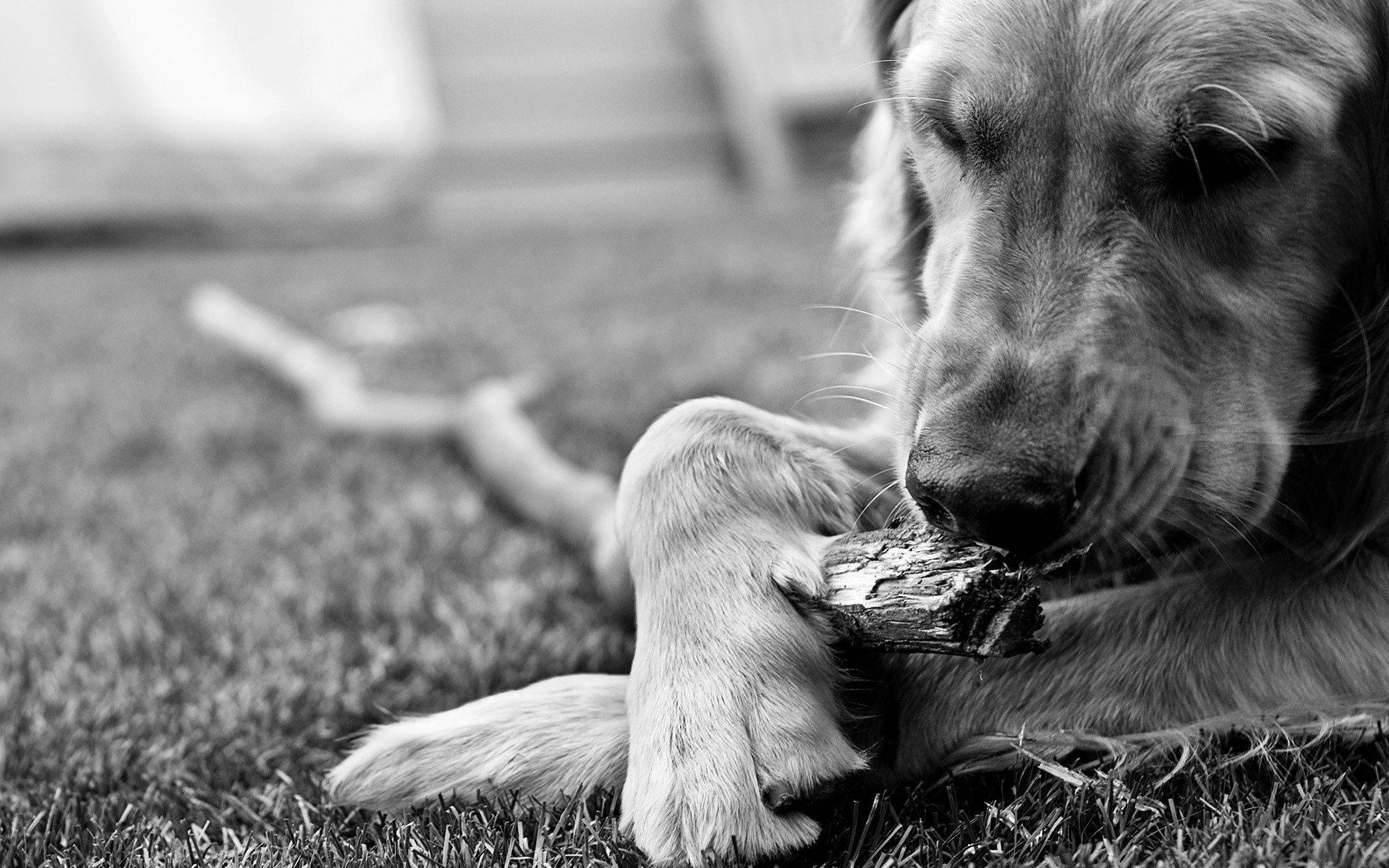黑白 桌布 壁紙 — 一隻黃金獵犬躺在草地上，在一張柔和的黑白照片中輕輕咀嚼粗糙的樹枝。