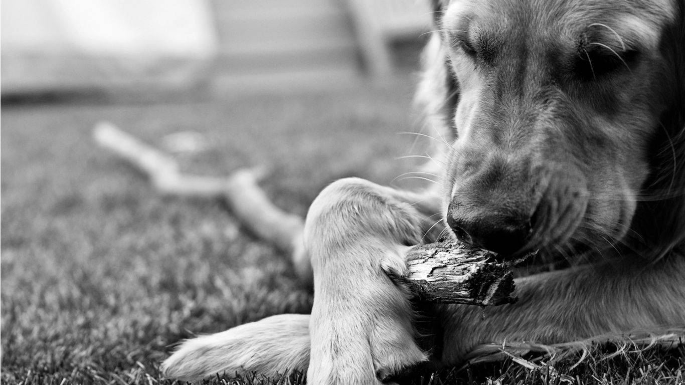 Monochrome 桌布 壁紙 — 一隻黃金獵犬躺在草地上咀嚼粗糙的木棍，柔和的黑白特寫。