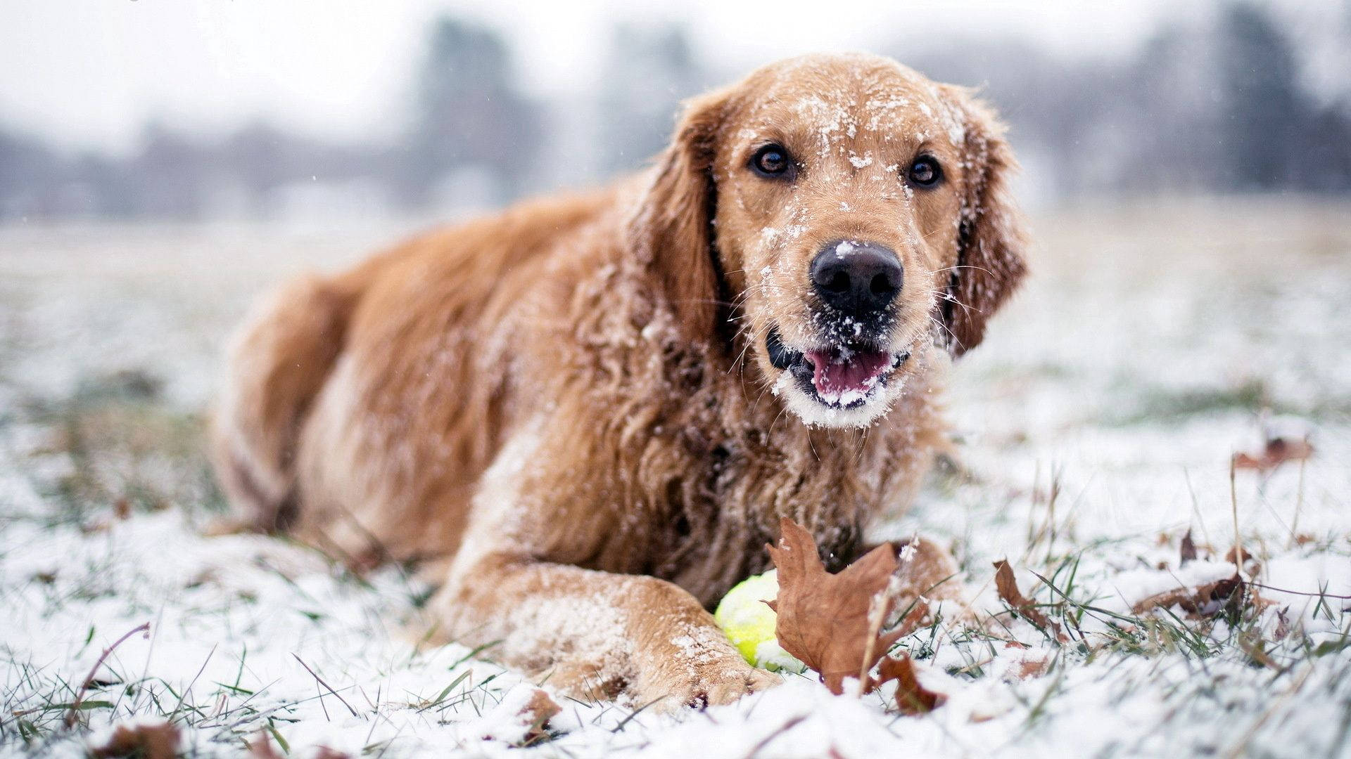 冬天 桌布 壁紙 — 一隻黃金獵犬躺在雪地上，毛髮上沾有雪花，旁邊有一個網球。