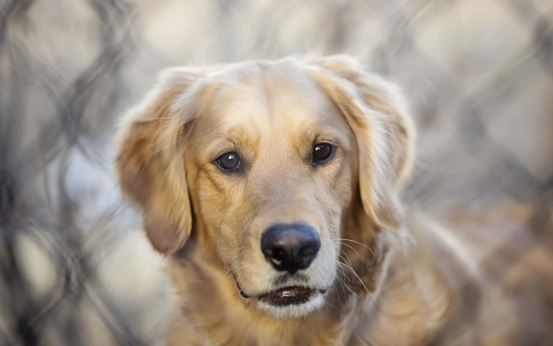 狗 桌布 壁紙 — 一隻黃金獵犬透過模糊的鐵絲網圍欄溫柔地凝視，溫暖的陽光突顯其蓬鬆的毛髮。