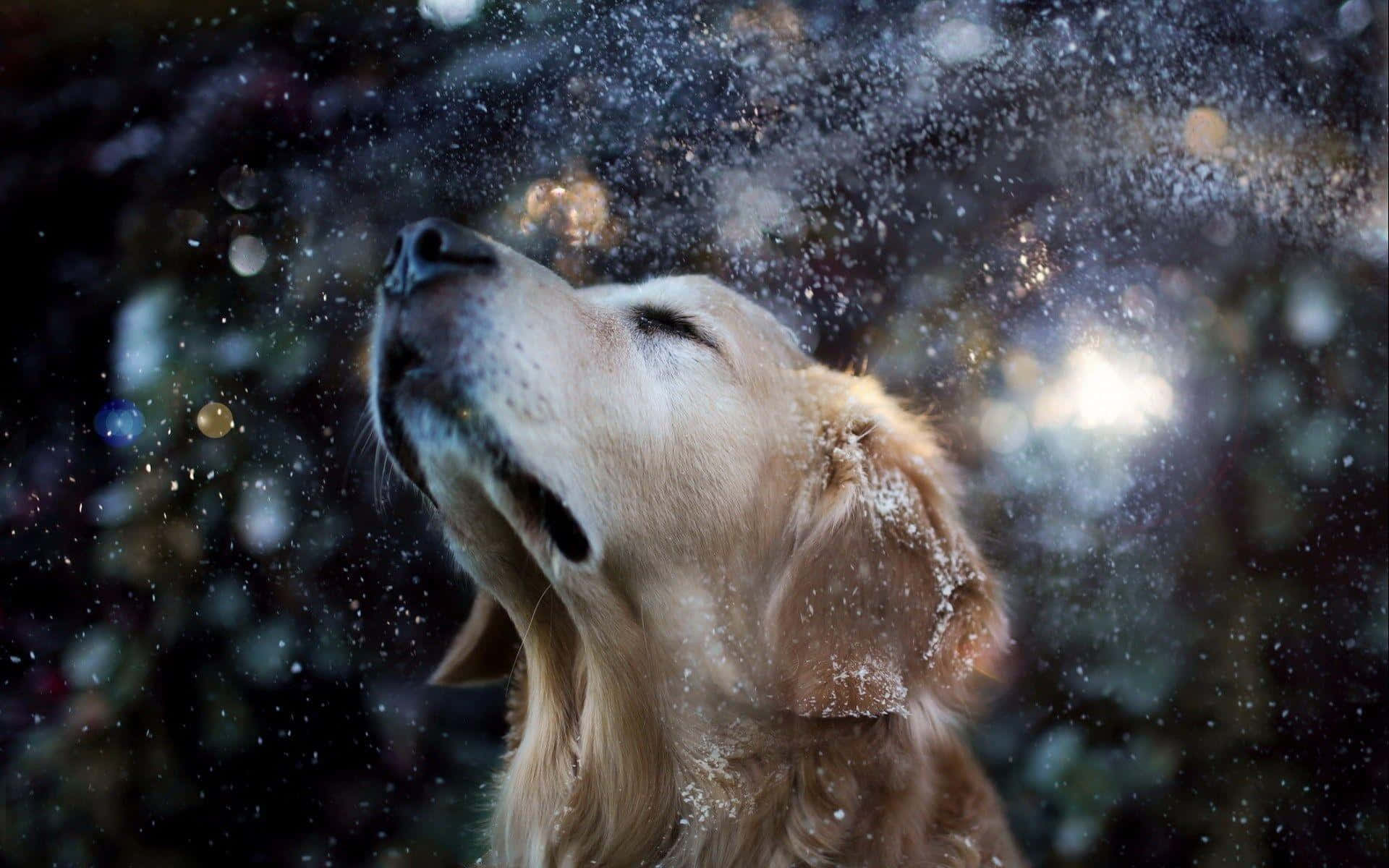 黃金獵犬 桌布 壁紙 — 一隻黃金獵犬閉上眼睛，在神奇的冬夜場景中享受飄落的雪花。