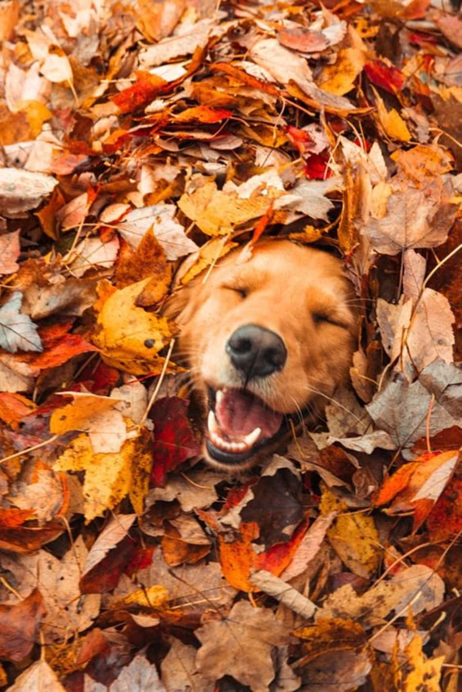 桌布 壁紙 — 一隻黃金獵犬閉著眼睛、張開嘴巴，幸福地埋在鮮豔的秋葉堆中。