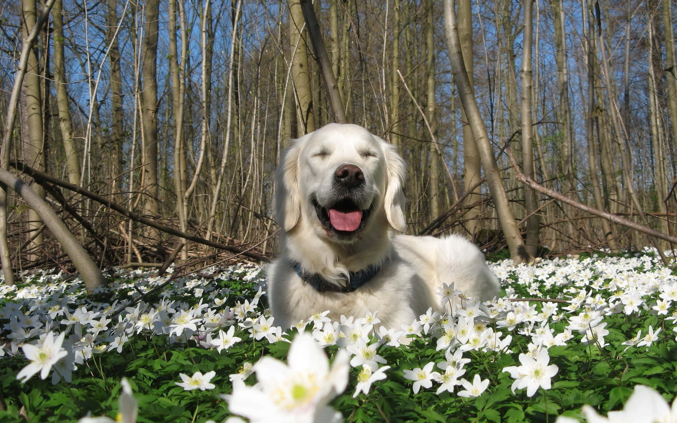 黃金獵犬 桌布 壁紙 — 一隻黃金獵犬閉著眼睛伸出舌頭，在光禿禿的樹下的白色花田裡快樂地休息。