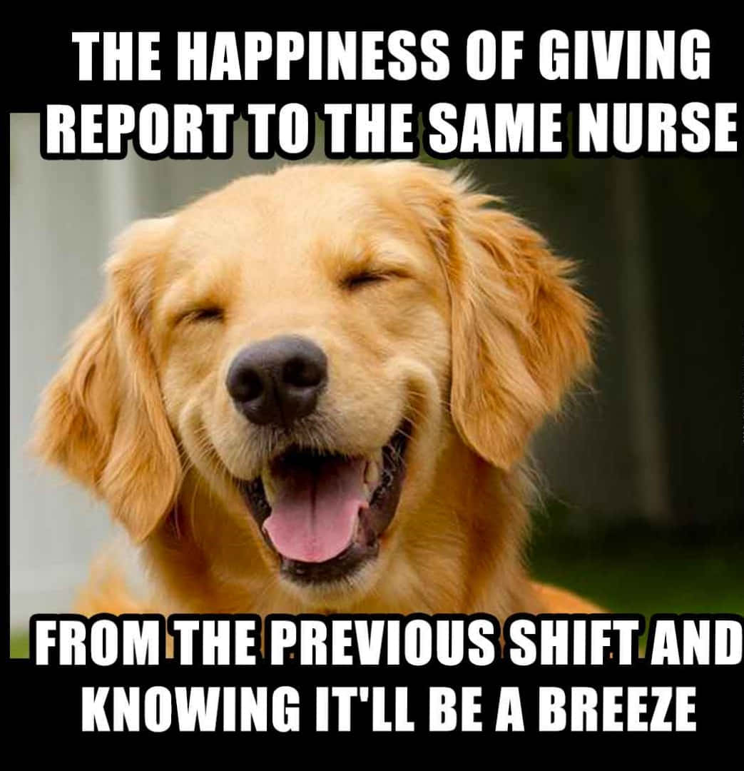 Memes Pics Funny 桌布 壁紙 — 一隻黃金獵犬閉著眼睛張開嘴巴，在模糊的戶外背景下幸福地微笑。