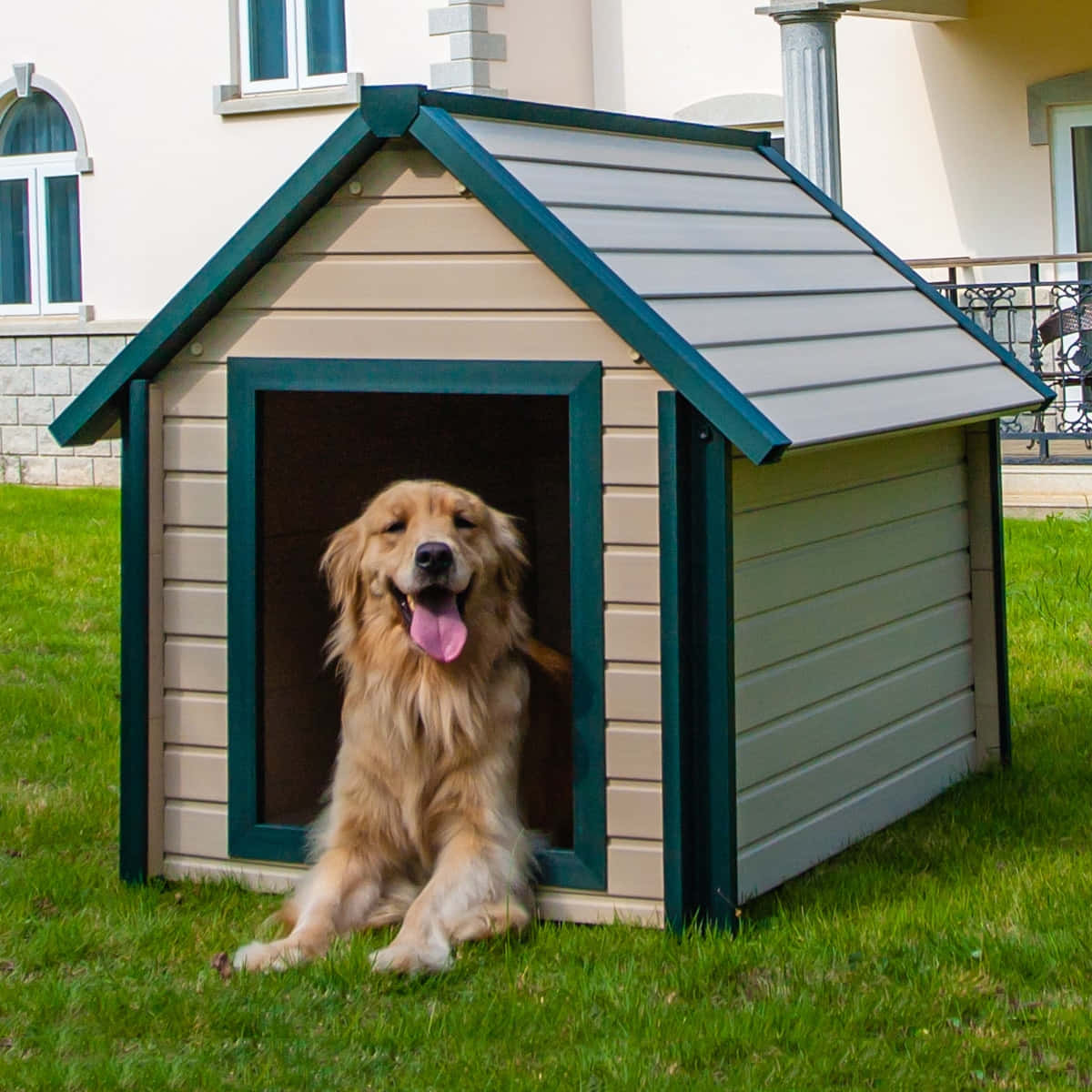 狗 桌布 壁紙 — 一隻黃金獵犬開心地在米色和藍綠色的狗屋裡，坐在陽光明媚的草坪上，背景有一棟房子。