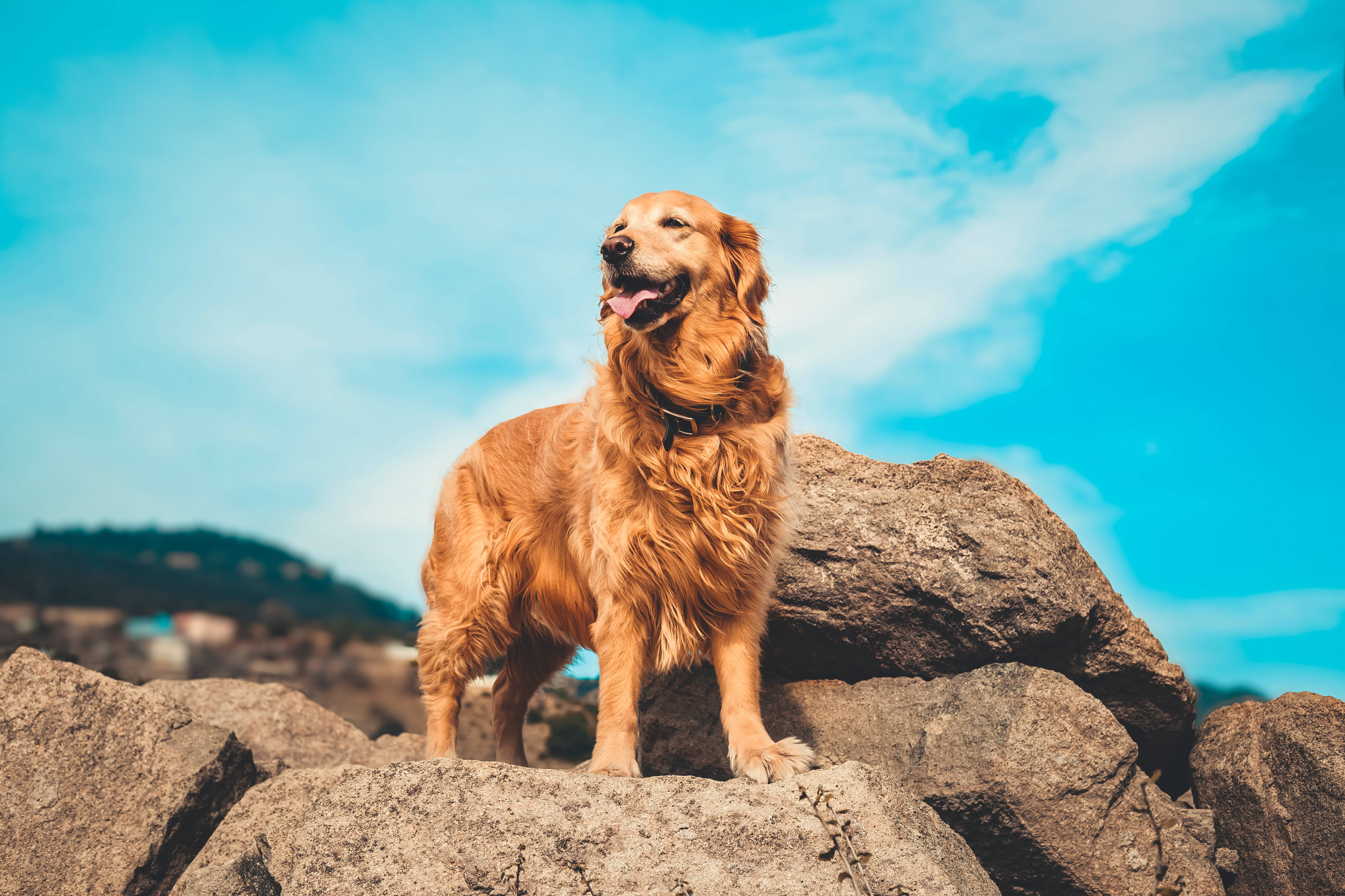 黃金獵犬 桌布 壁紙 — 一隻黃金獵犬驕傲地站在陽光普照的岩石上，背景是充滿活力的藍天和蓬鬆的白雲。