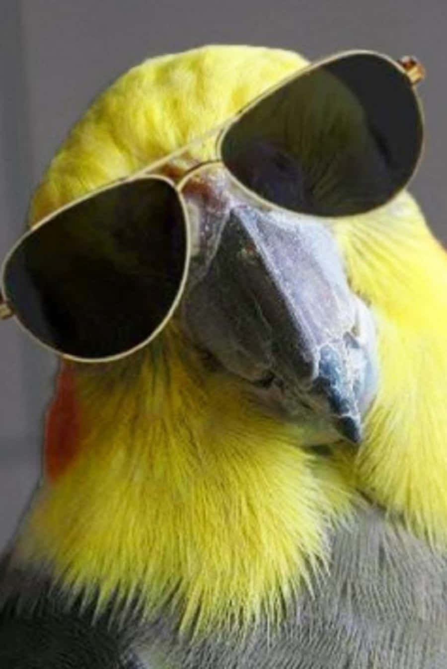 Sunglasses 桌布 壁紙 — 一隻黃頭鸚鵡戴著超大飛行員太陽眼鏡，表情酷炫自信的特寫。