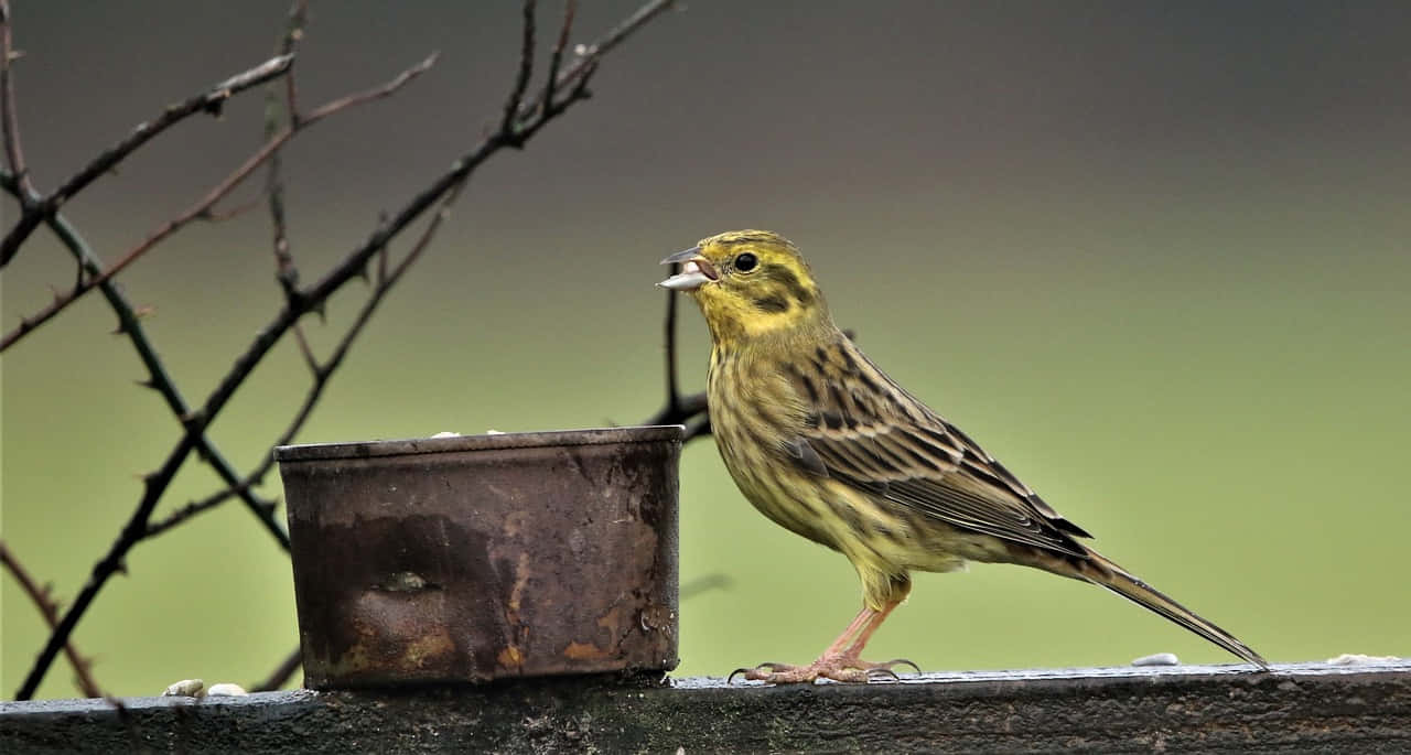Yellowhammer 桌布 壁紙 — 一隻黃鸝棲息在一個風化的金屬餵食器上，背景是柔和的綠色和光禿禿的多刺樹枝。