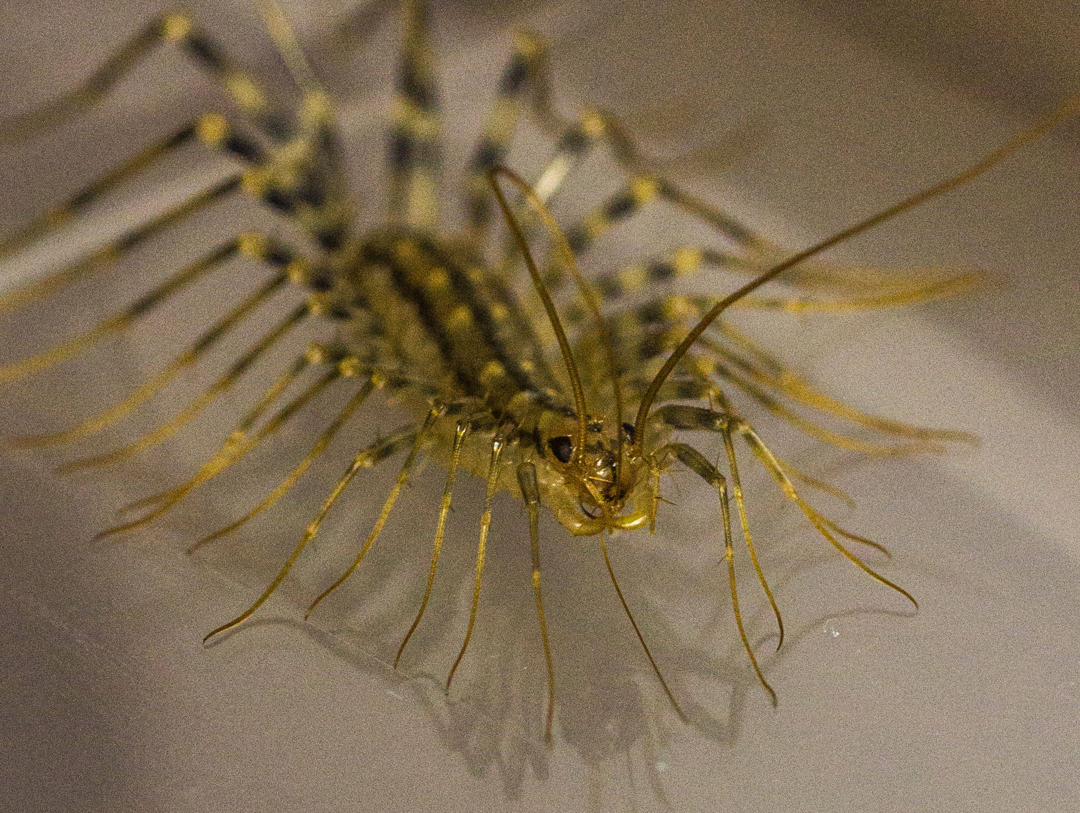 animals 桌布 壁紙 — 一隻黃黑條紋身體、長腿的蜈蚣在光滑表面上爬行的特寫照片。