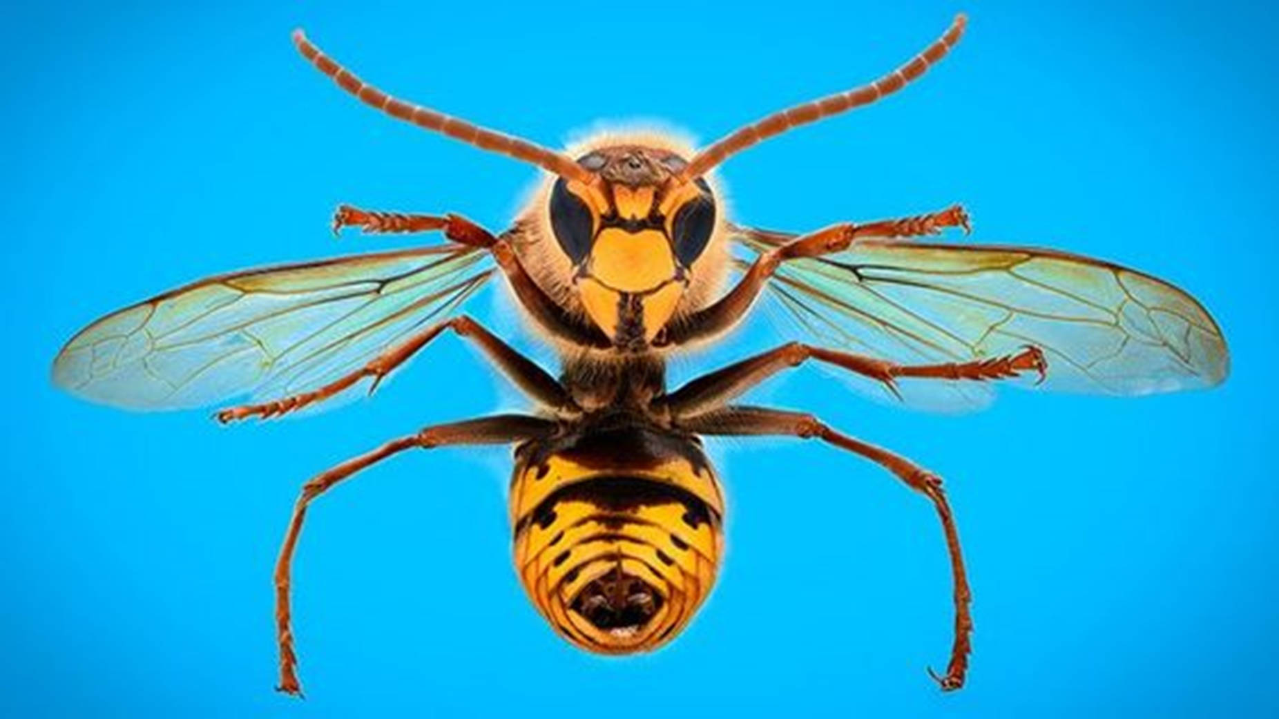 Bee 桌布 壁紙 — 一隻黃黑條紋黃蜂的特寫微距照片，背景是純藍色。