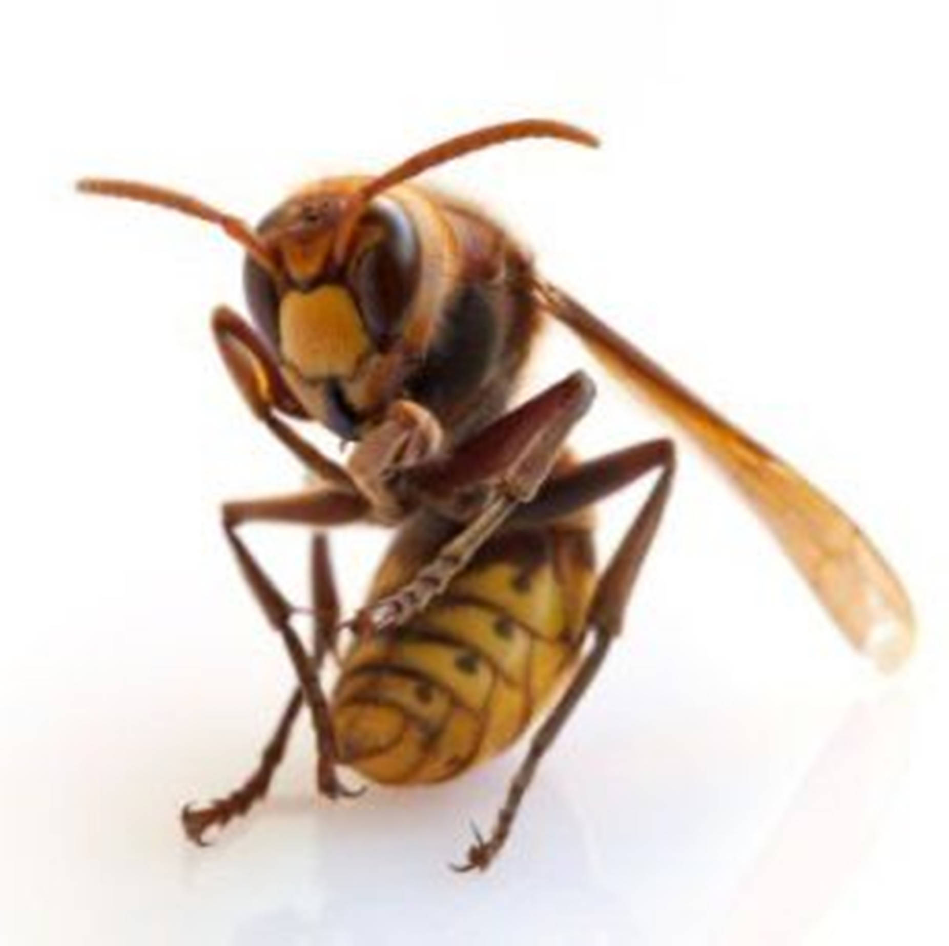 Bee 桌布 壁紙 — 一隻黃黑條紋黃蜂站在白色表面上的特寫照片。