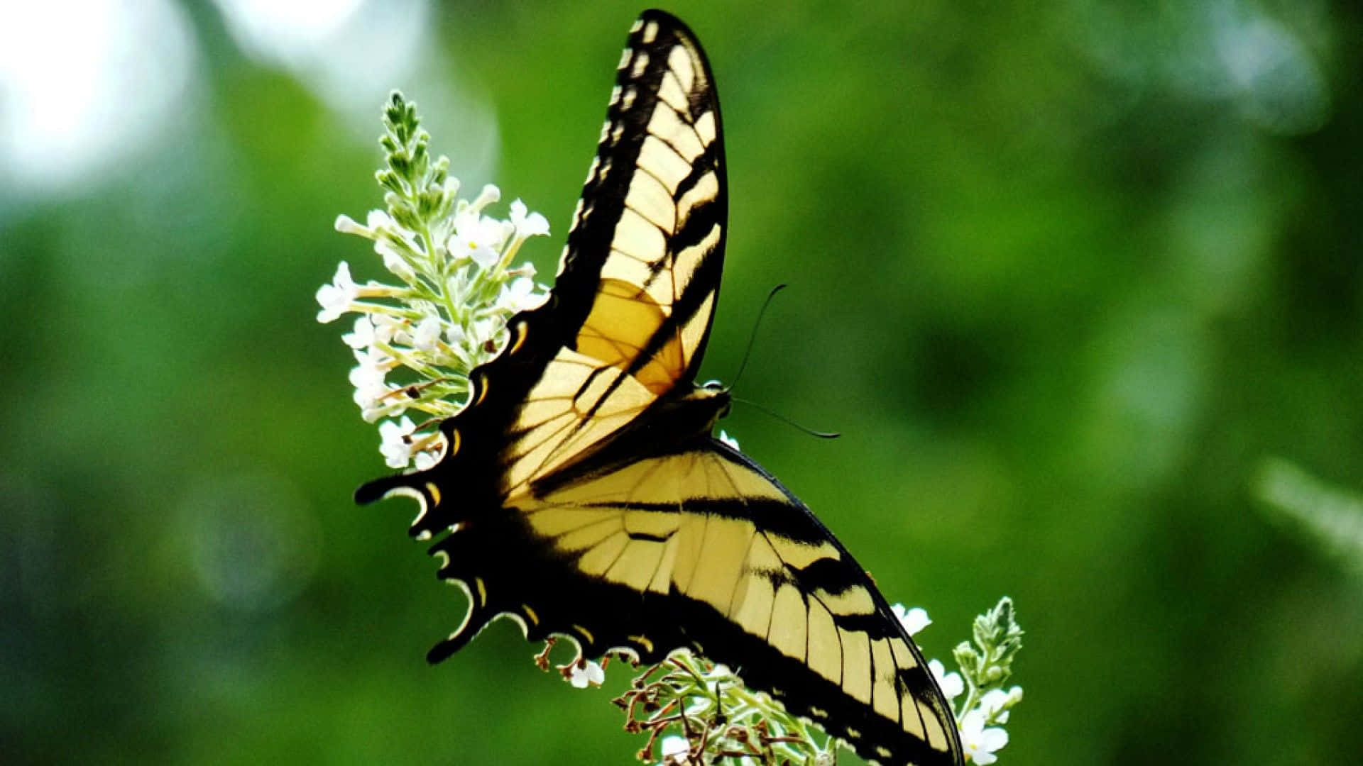 Yellow Butterfly 桌布 壁紙 — 一隻黃黑燕尾蝶輕柔地棲息在一簇白色花朵上，背景是柔和的綠色模糊效果。