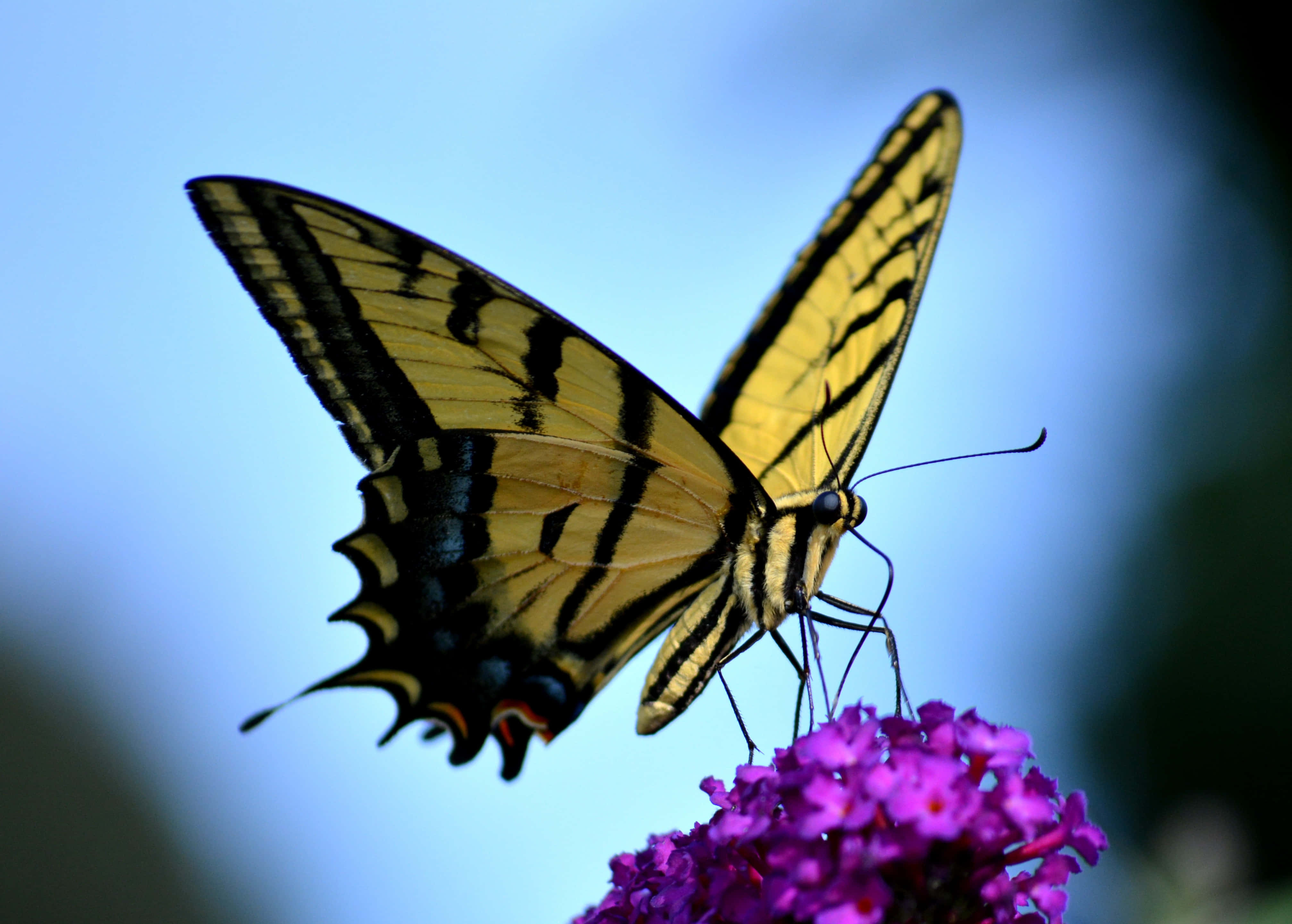 Butterfly Profile 桌布 壁紙 — 一隻黃黑相間的燕尾蝶輕盈地停在一簇鮮豔的紫色花朵上，背景是柔和的藍天。
