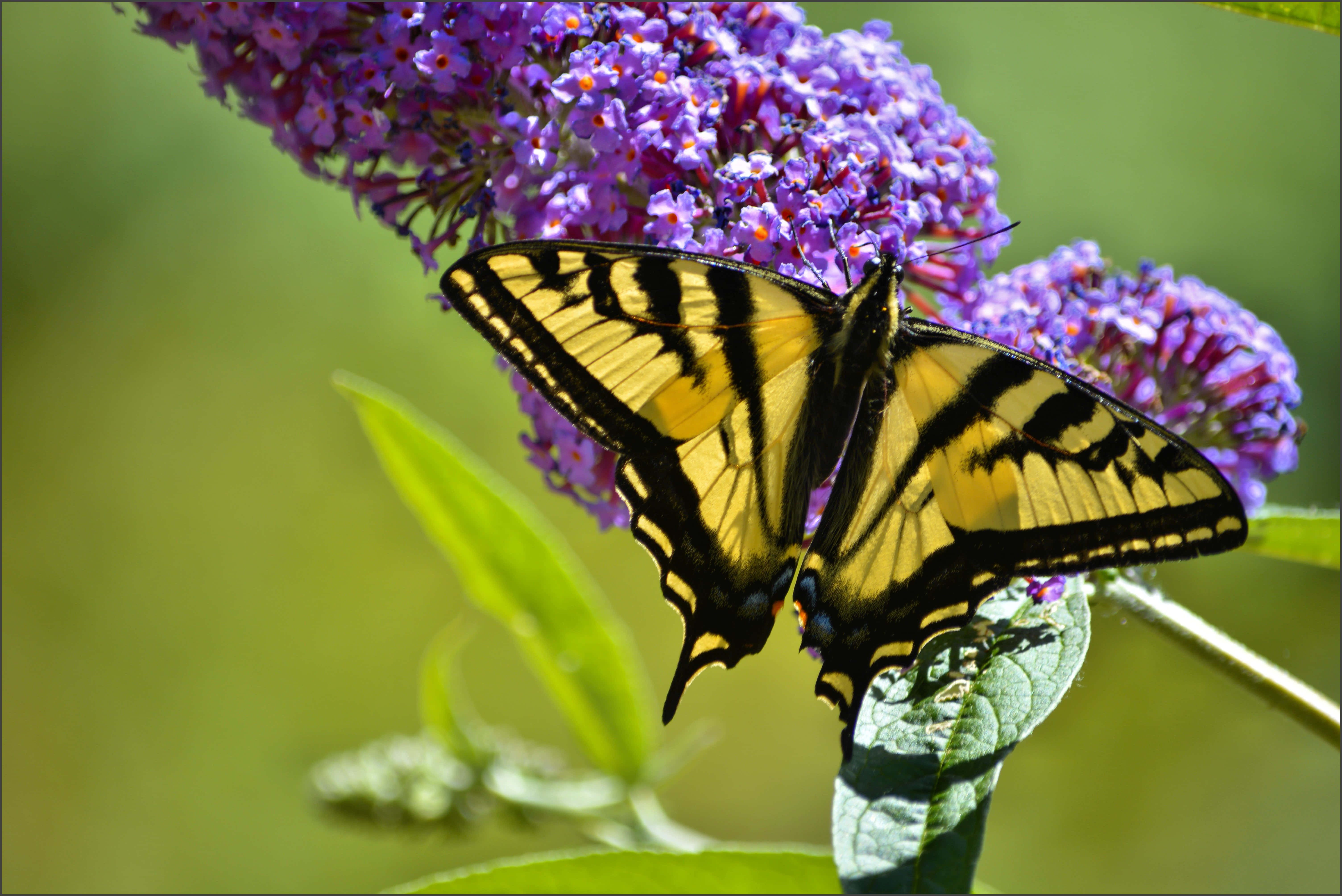 Butterfly Bush 桌布 壁紙 — 一隻黃黑相間的燕尾蝶輕盈地停在一簇鮮豔的紫色醉魚草花上，背景是柔和的綠色。