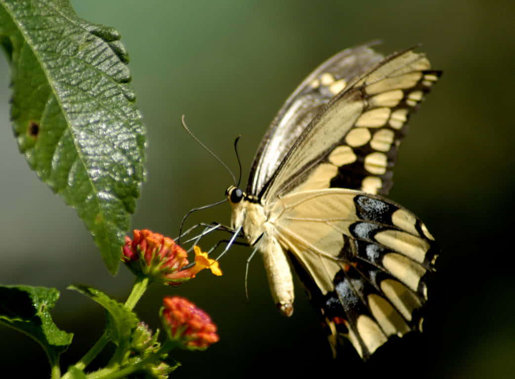 Emerging Butterfly 桌布 壁紙 — 一隻黃黑相間的蝴蝶在茂盛綠葉旁，從一朵鮮豔的橙色花朵上輕柔地吸取花蜜。