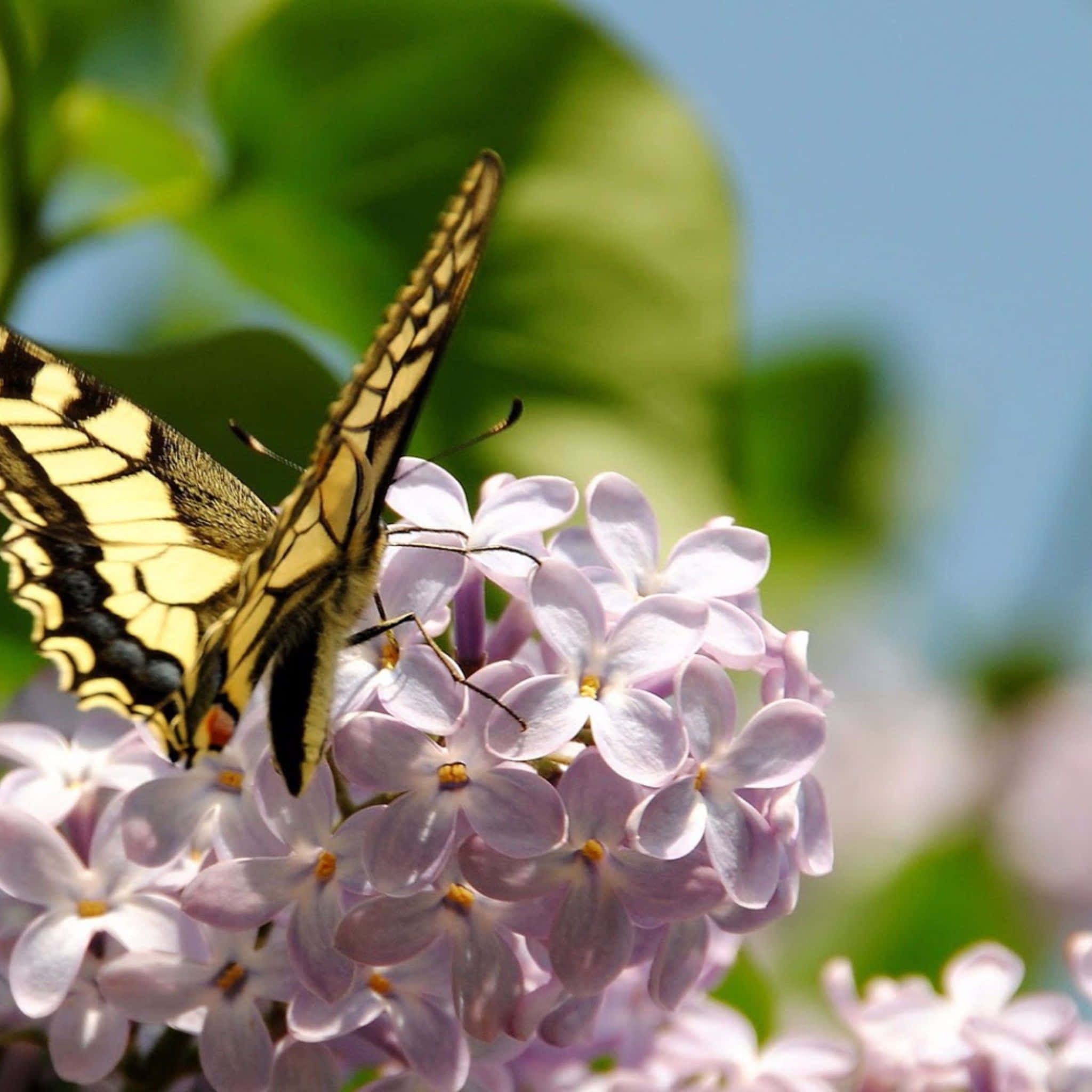 Yellow Butterfly 桌布 壁紙 — 一隻黃黑相間的蝴蝶輕柔地停在一簇淡紫色丁香花上，背景是柔和的藍天。