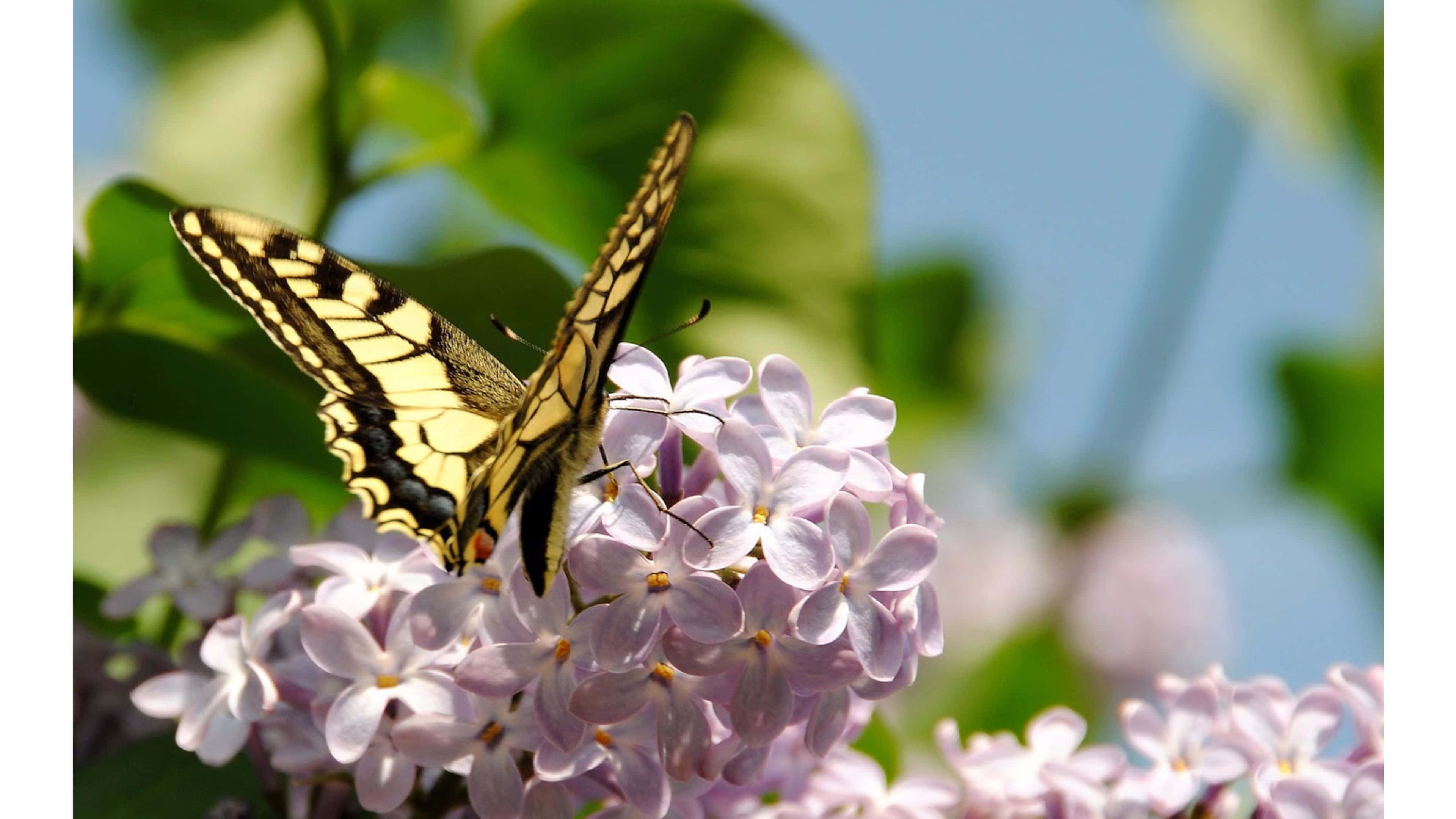 Butterfly Yellow 桌布 壁紙 — 一隻黃黑相間的蝴蝶輕輕停在一簇柔軟的紫色丁香花上，背景是明亮的藍天。