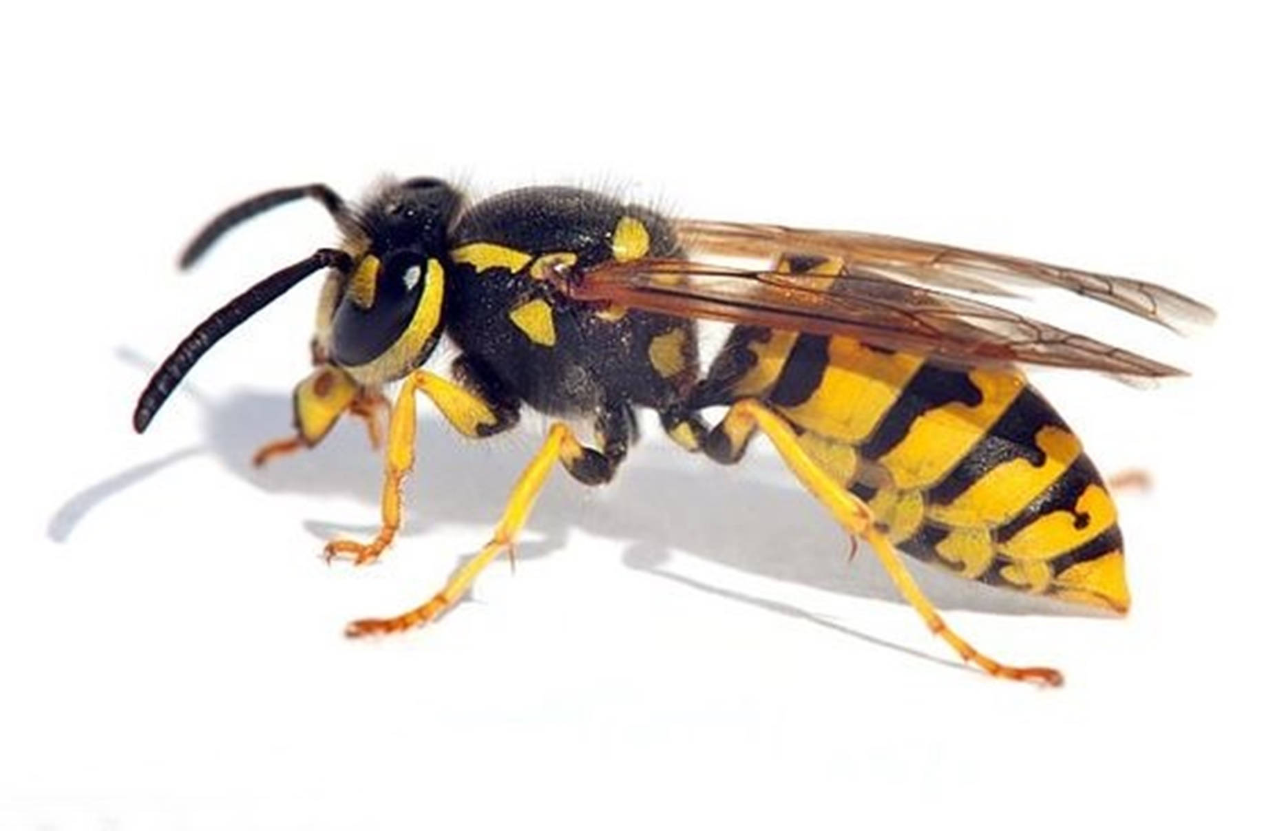 wasp 桌布 壁紙 — 一隻黃黑相間的黃蜂，帶有半透明翅膀，停在一片純白表面上的特寫照片。