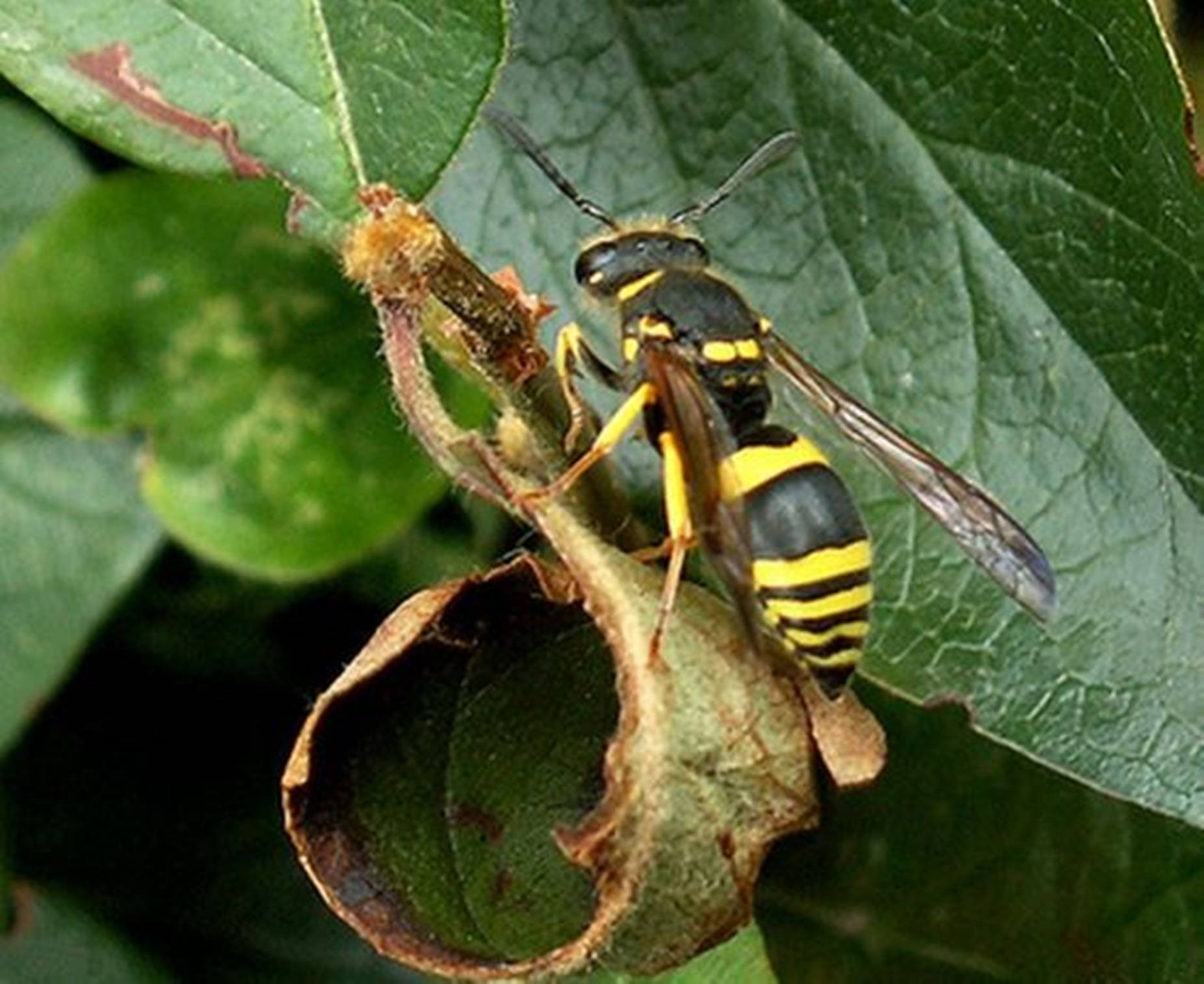 Bee 桌布 壁紙 — 一隻黃黑相間的黃蜂棲息在一片捲曲的綠葉上，葉片帶有複雜的葉脈和棕色的莖。