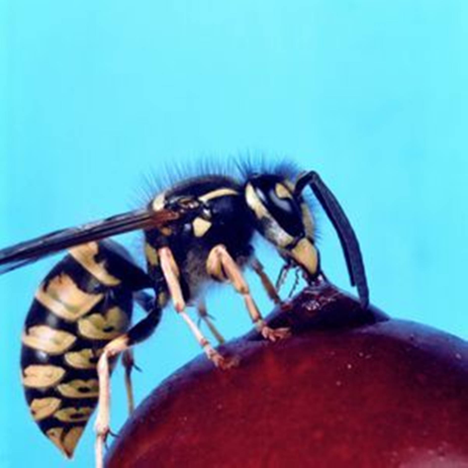 Bee 桌布 壁紙 — 一隻黃黑相間的黃蜂正在純藍色背景前進食光澤紅色水果的特寫照片。