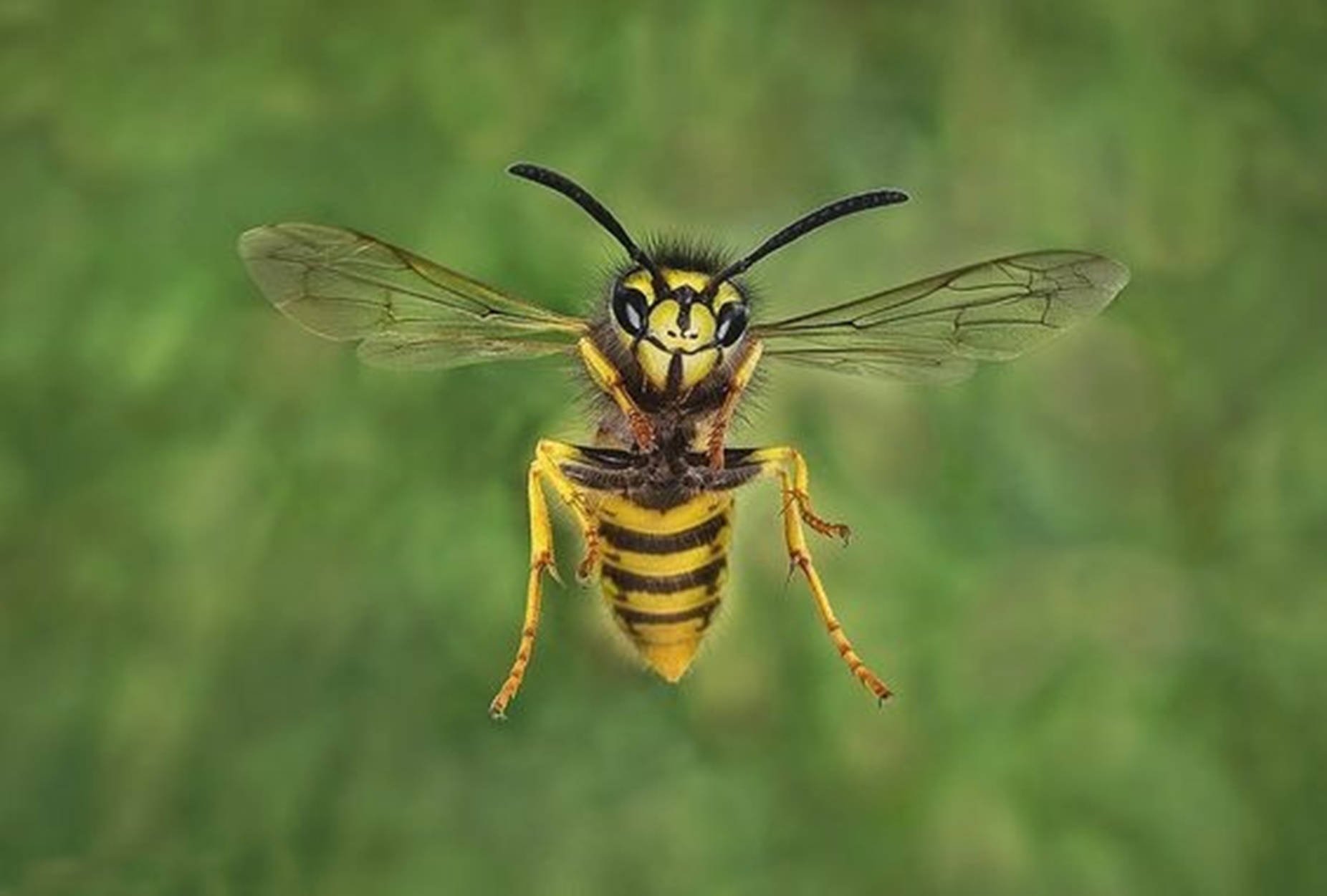 Bee 桌布 壁紙 — 一隻黃黑色黃蜂在柔和的綠色模糊背景前懸浮空中的特寫照片。