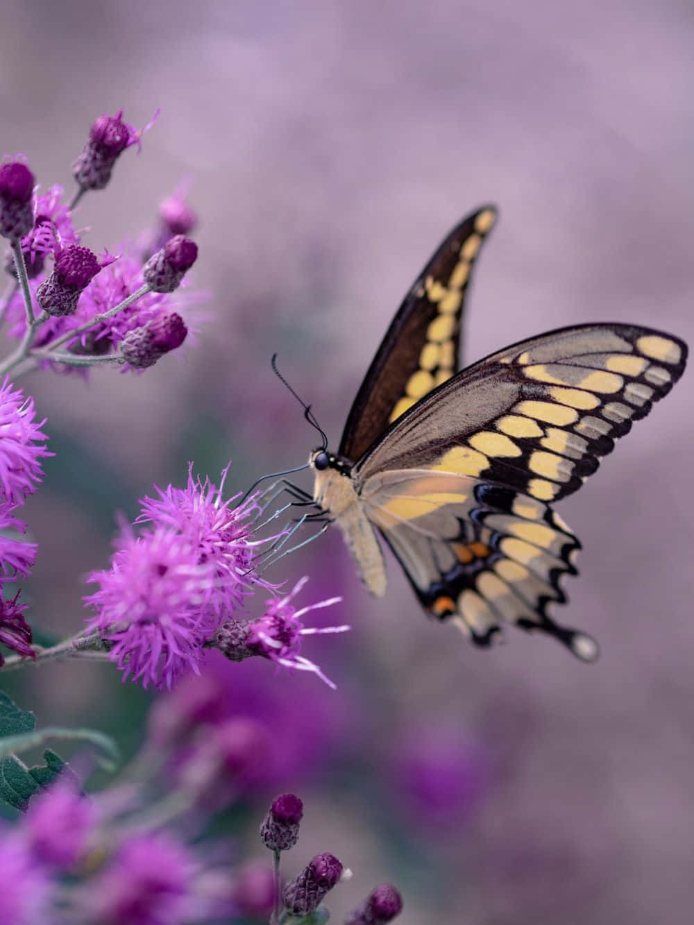 Butterfly Photography 桌布 壁紙 — 一隻黃黑蝴蝶優雅地停在一簇鮮豔的紫色薊花上，背景柔和模糊。
