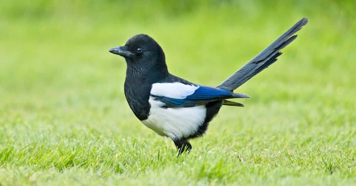 Magpies And Crows 桌布 壁紙 — 一隻黑、白、藍色的喜鵲在明亮的日光下警覺地站在鮮綠色的草地上。