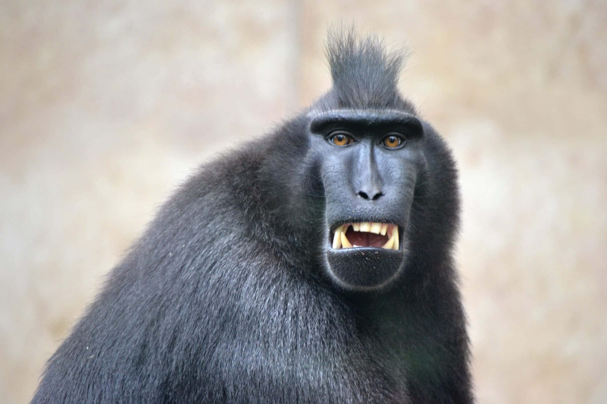 Monkey Funny 桌布 壁紙 — 一隻黑冠獼猴的近距離特寫，露出尖銳的牙齒，表情兇猛，背景是模糊的米色。