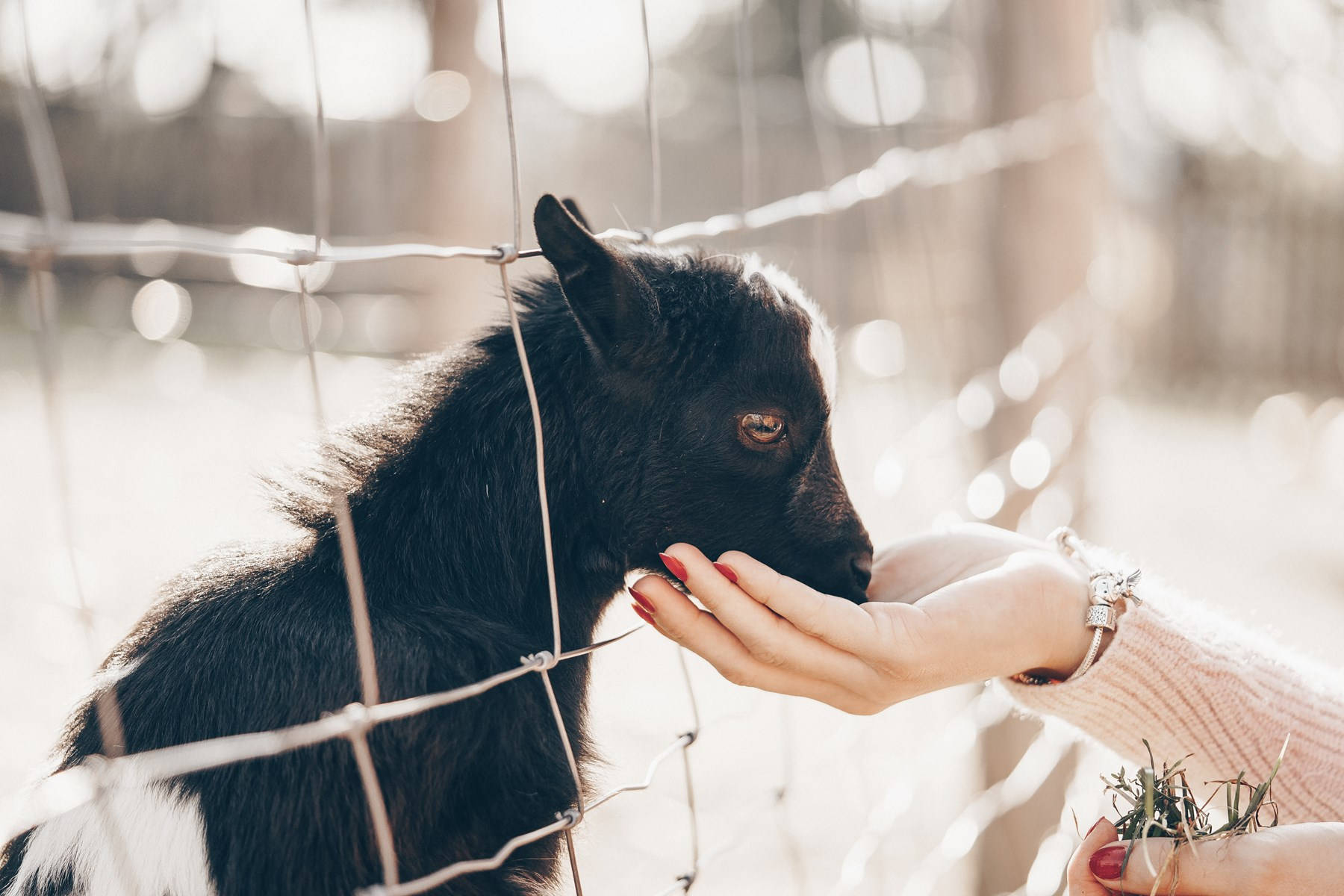 goats 桌布 壁紙 — 一隻黑山羊穿過鐵絲網輕蹭一個人的手，在柔和的金色陽光下。