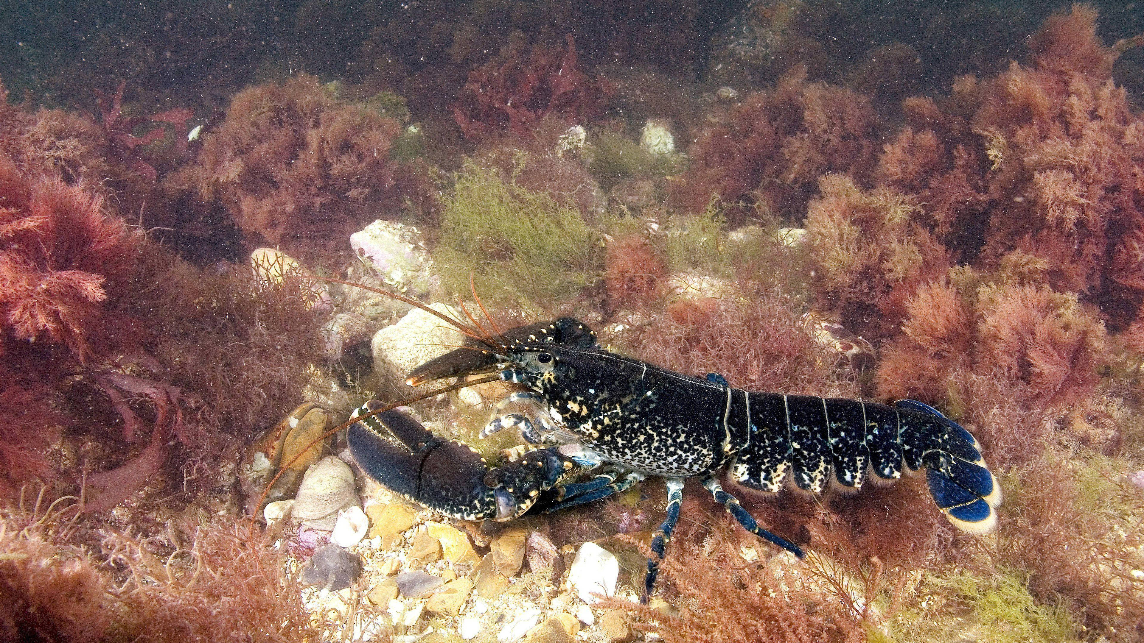 Lobster 桌布 壁紙 — 一隻黑斑龍蝦在水下岩石海床上，在鮮豔的紅色和綠色海藻中休息。
