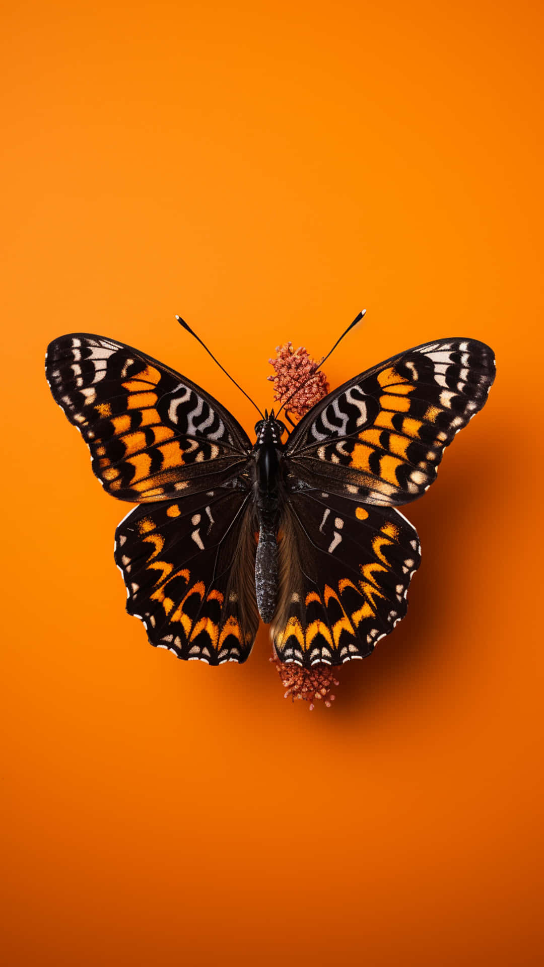 butterfly art desing yelow background 壁紙 — 一隻黑橙白色蝴蝶棲息在粉紅色花朵上，背景為純橙色。