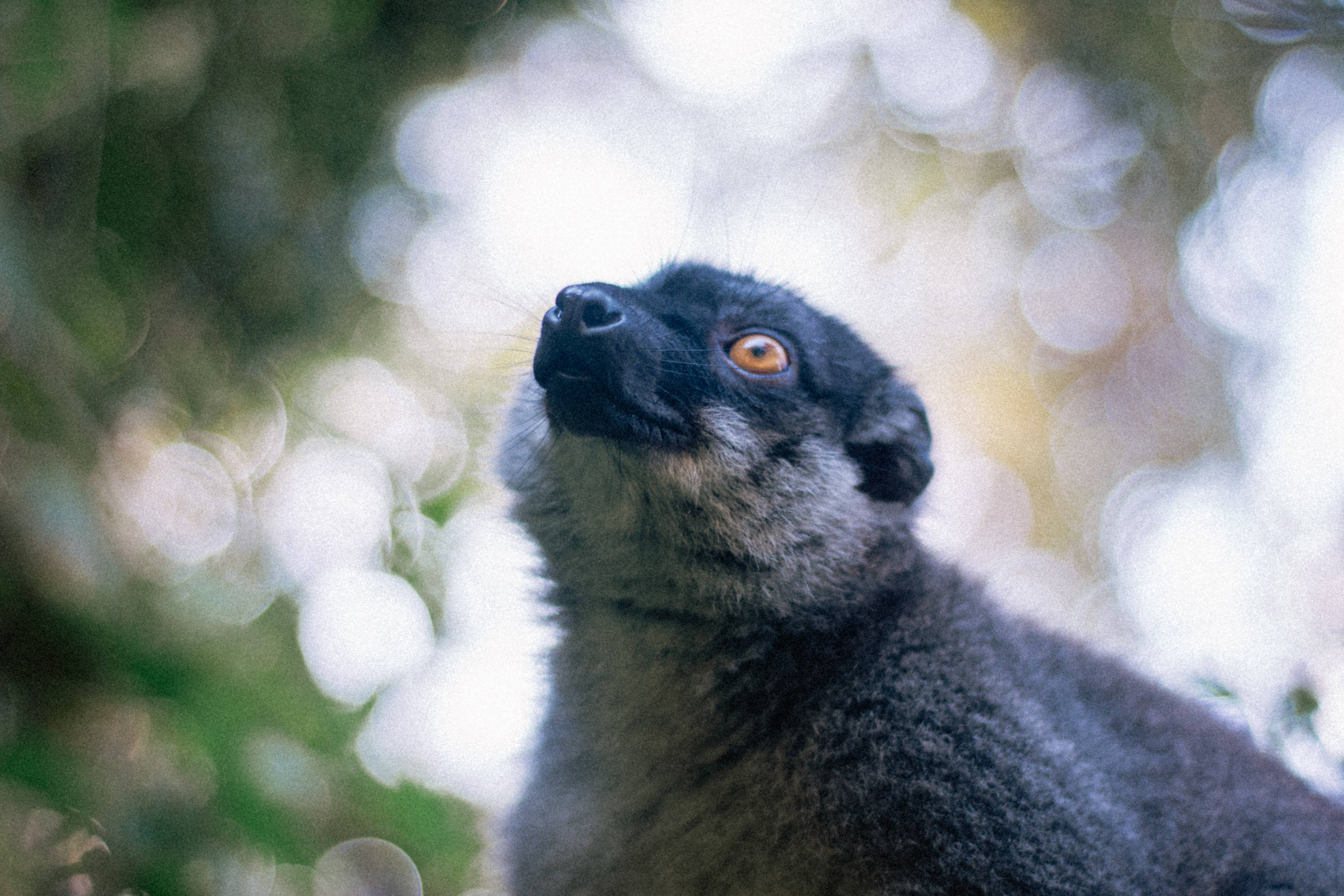 Madagascar 桌布 壁紙 — 一隻黑毛狐猴的特寫，擁有引人注目的橙色眼睛，透過柔和的綠色樹葉散景和明亮光線向上凝視。