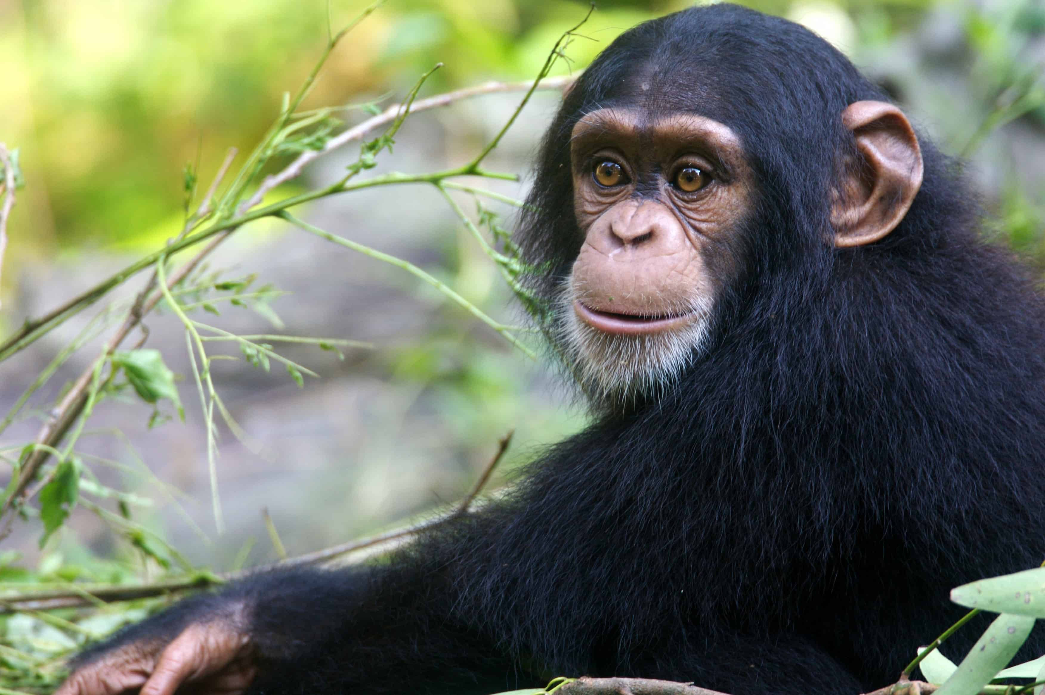 Chimpanzee 桌布 壁紙 — 一隻黑毛黑猩猩特寫，眼神充滿表情，在自然棲息地的綠色樹葉中休息。