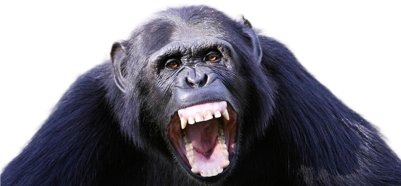Ape 桌布 壁紙 — 一隻黑毛黑眼、眼神銳利的黑猩猩，在黑色背景下張大嘴巴咆哮的特寫。