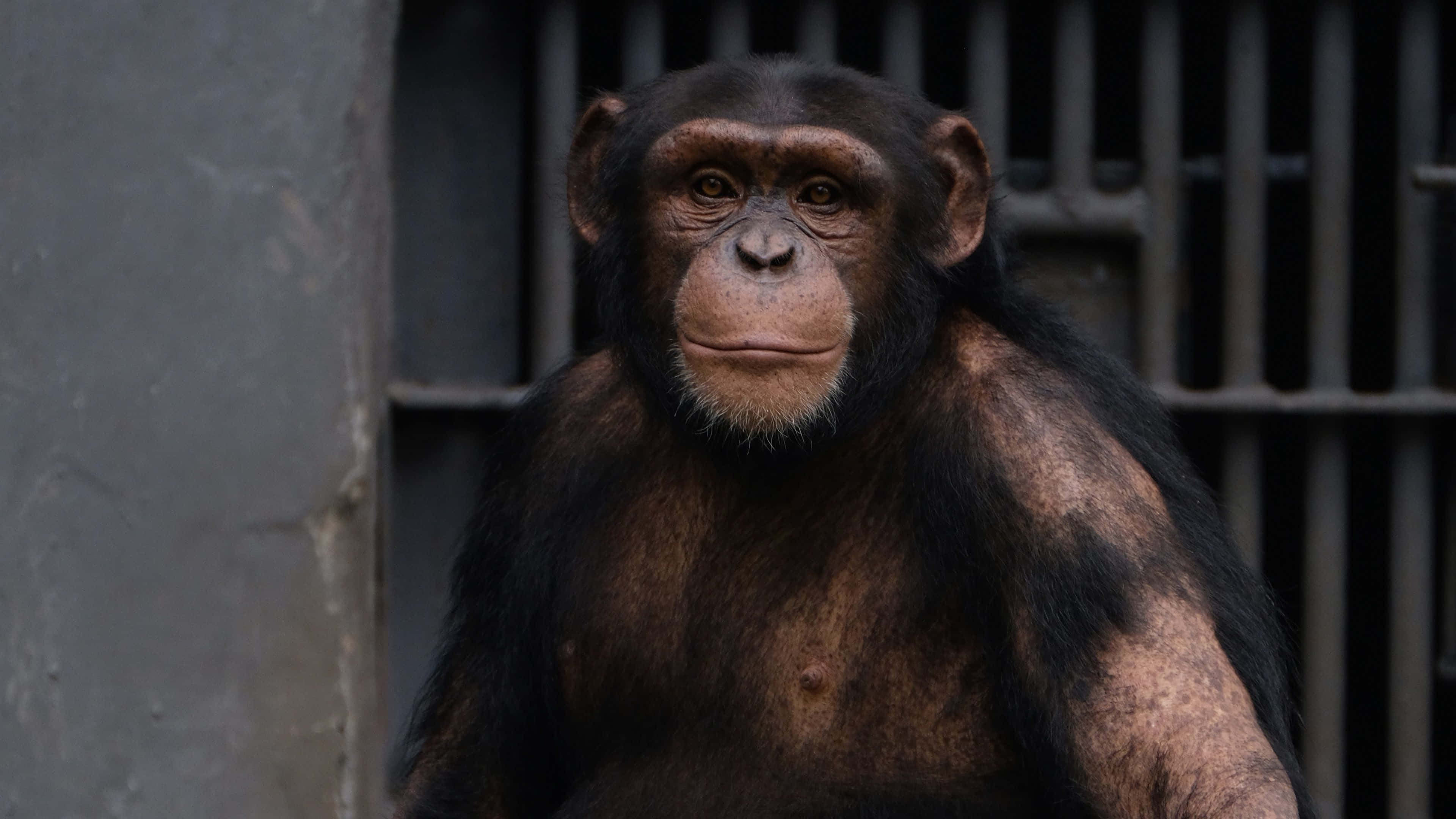 Chimpanzee 桌布 壁紙 — 一隻黑毛黑眼睛、表情豐富的黑猩猩在金屬欄杆後直視鏡頭的特寫。