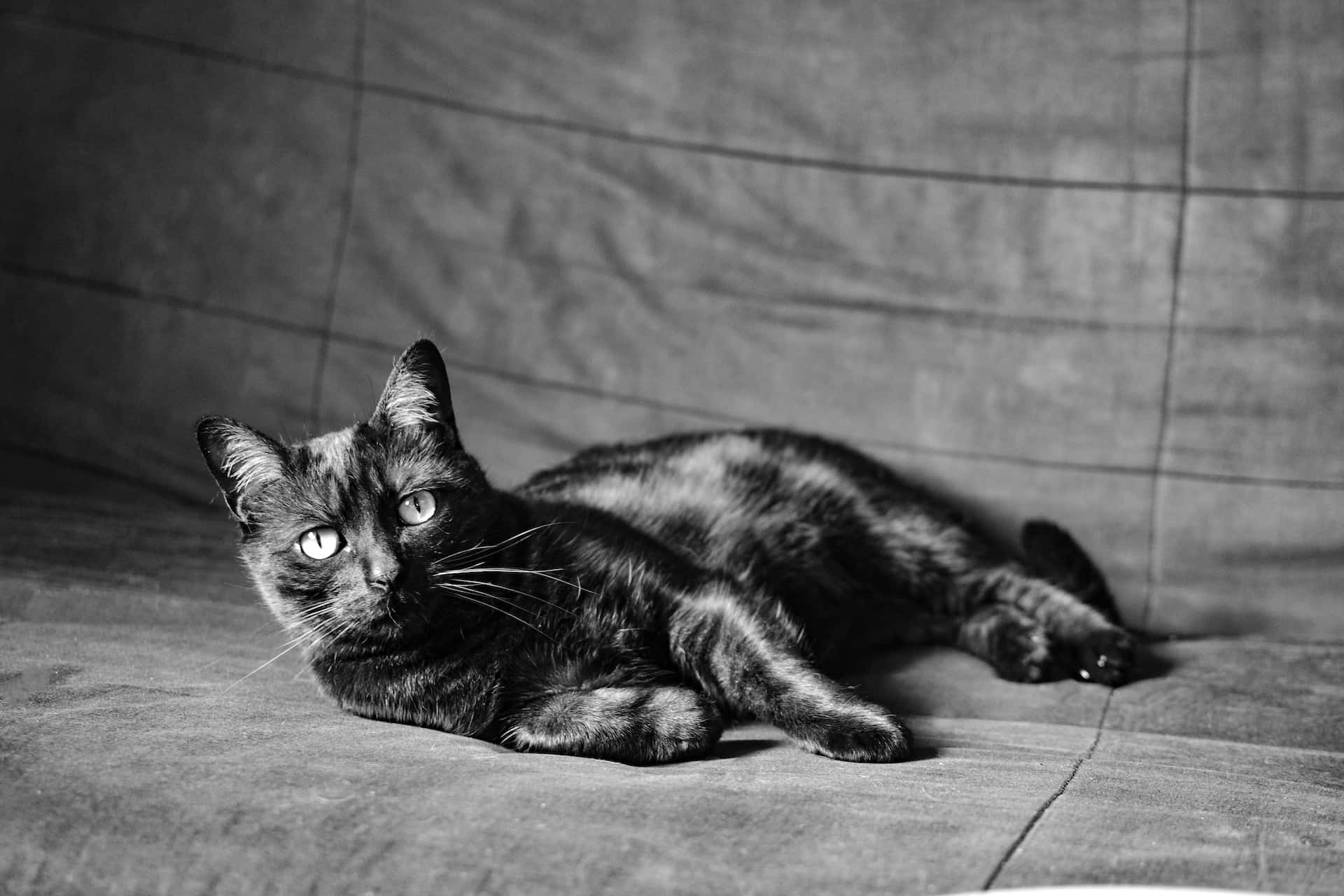 Black And White Animal 桌布 壁紙 — 一隻黑灰色玳瑁貓在單色照片中放鬆地躺在有紋理的布料表面上。