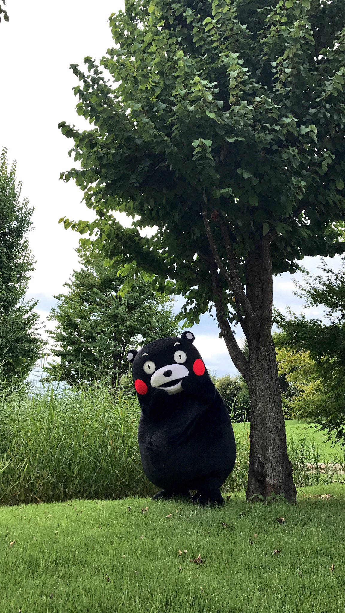 熊本熊 桌布 壁紙 — 一隻黑熊吉祥物，臉頰紅潤，站在草地上，旁邊有一棵枝葉茂盛的樹，天空明亮。