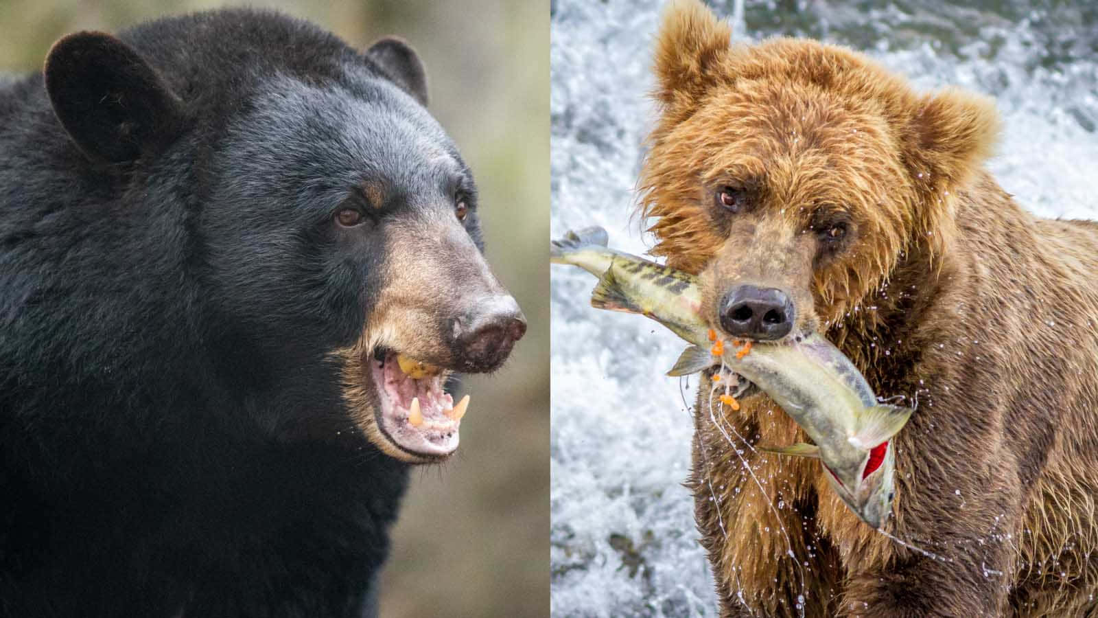 Brown Bears 桌布 壁紙 — 一隻黑熊在流水中的棕熊旁邊兇猛地咆哮，棕熊則在半空中抓住一條鮭魚。