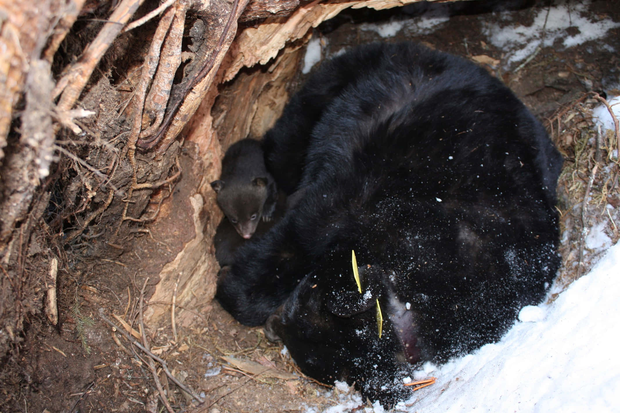 Hibernation 桌布 壁紙 — 一隻黑熊媽媽和幼熊在積雪的樹洞中依偎在一起，周圍是裸露的樹根和冬雪。