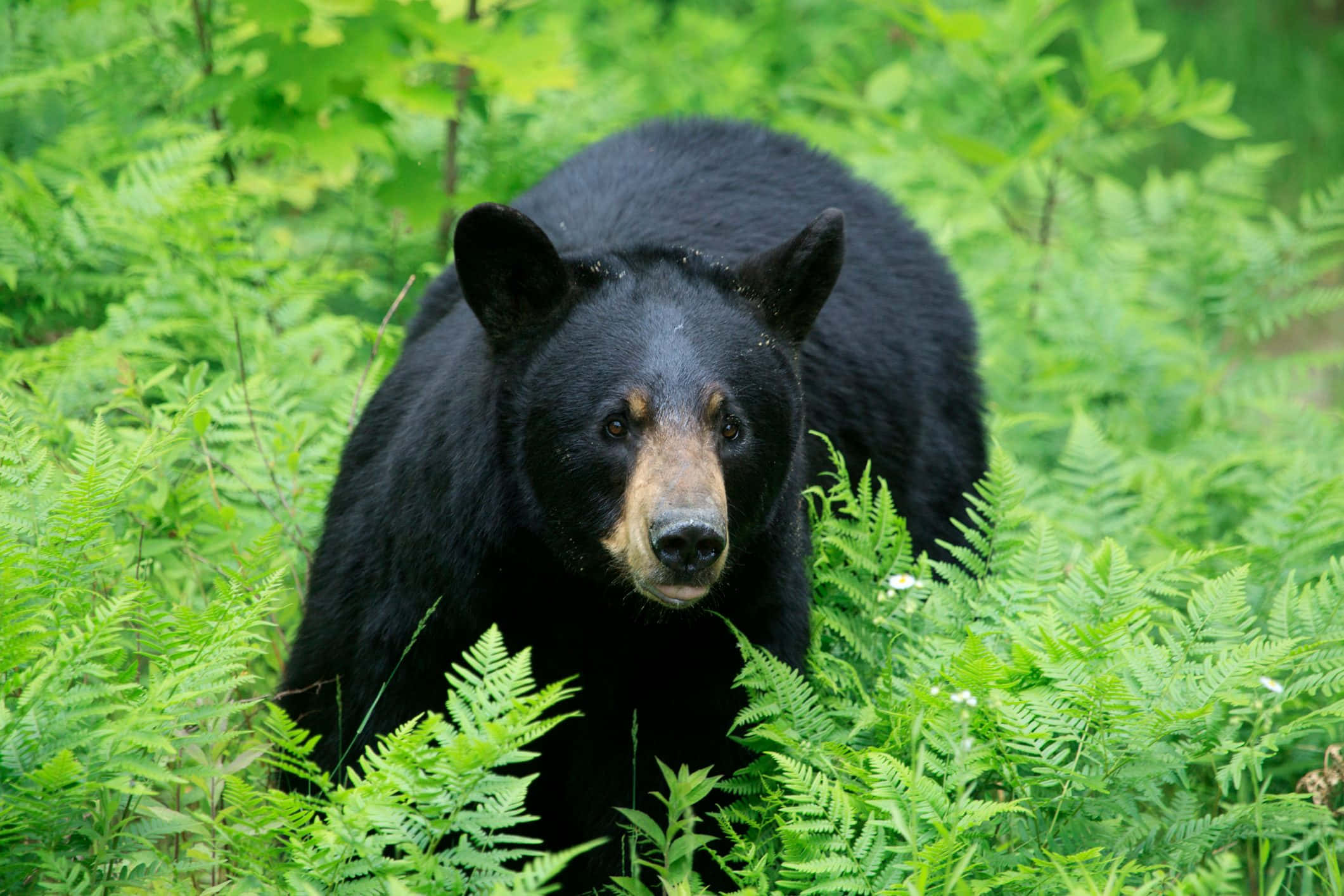 動物 桌布 壁紙 — 一隻黑熊帶著棕色口鼻從陽光普照的森林中茂密的綠色蕨類植物中出現。