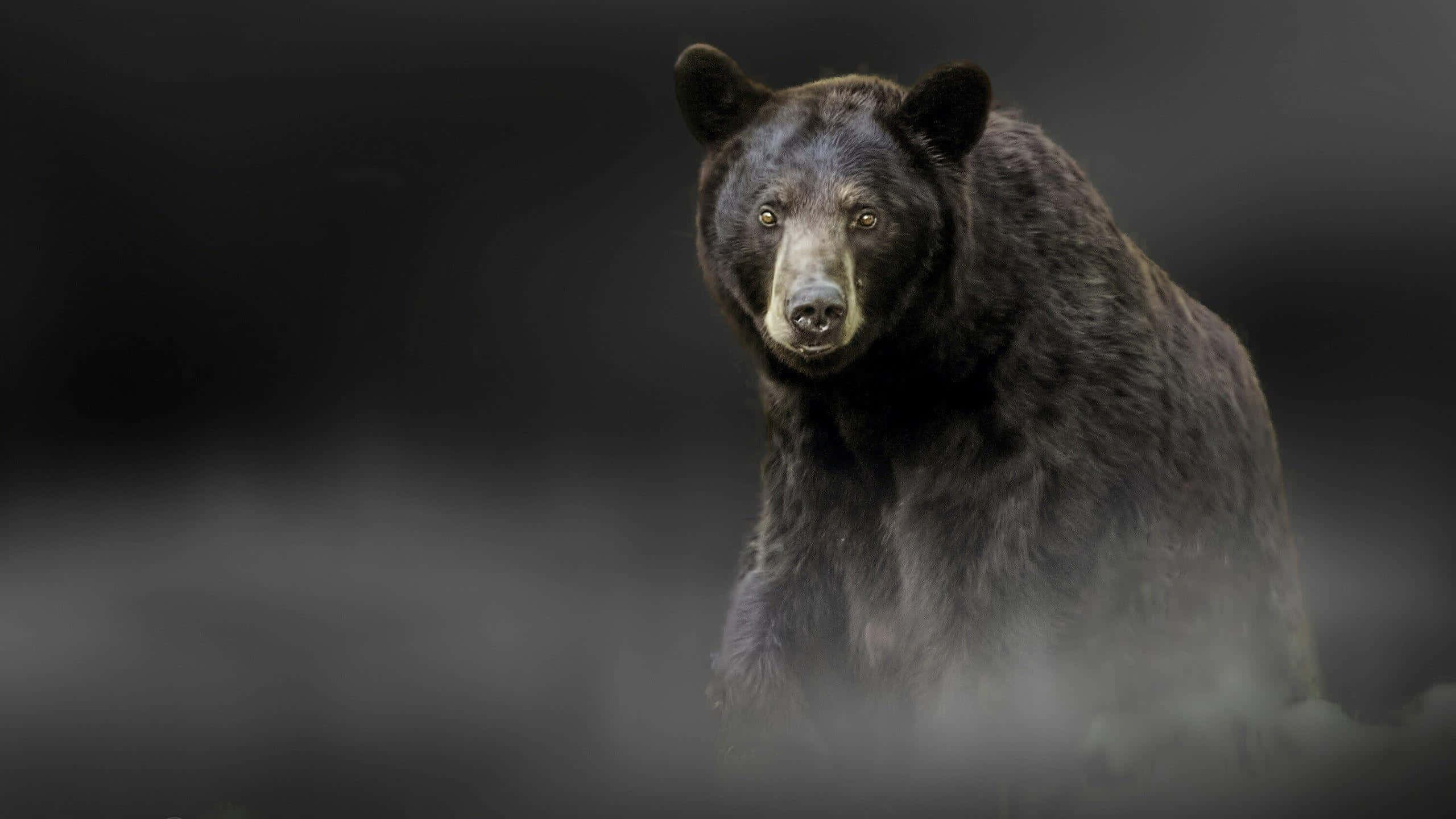 動物 桌布 壁紙 — 一隻黑熊從迷霧森林中專注地凝視，光線陰暗而充滿氛圍。