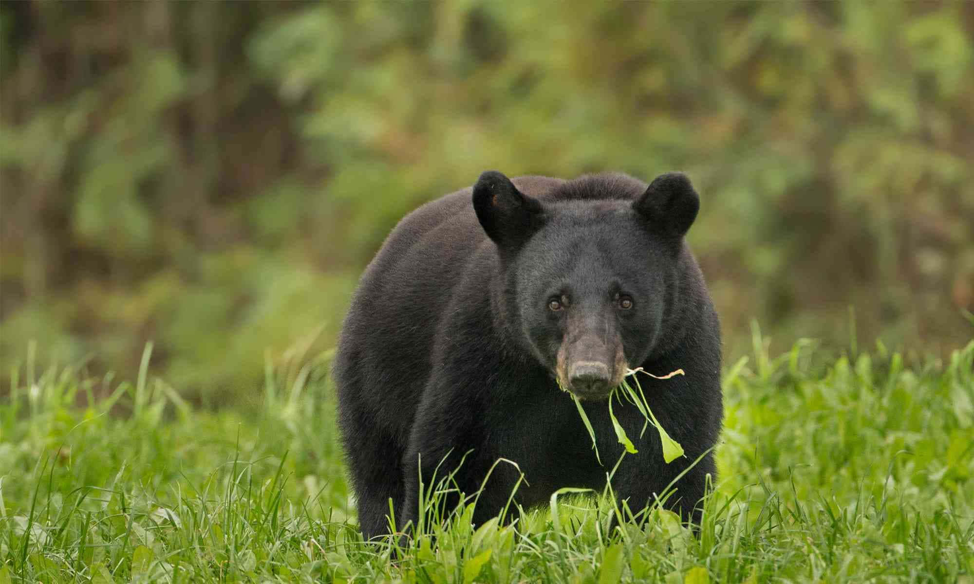 動物 桌布 壁紙 — 一隻黑熊站在充滿活力的綠色草地上，嘴裡叼著一根帶葉的莖，背景是模糊的森林。