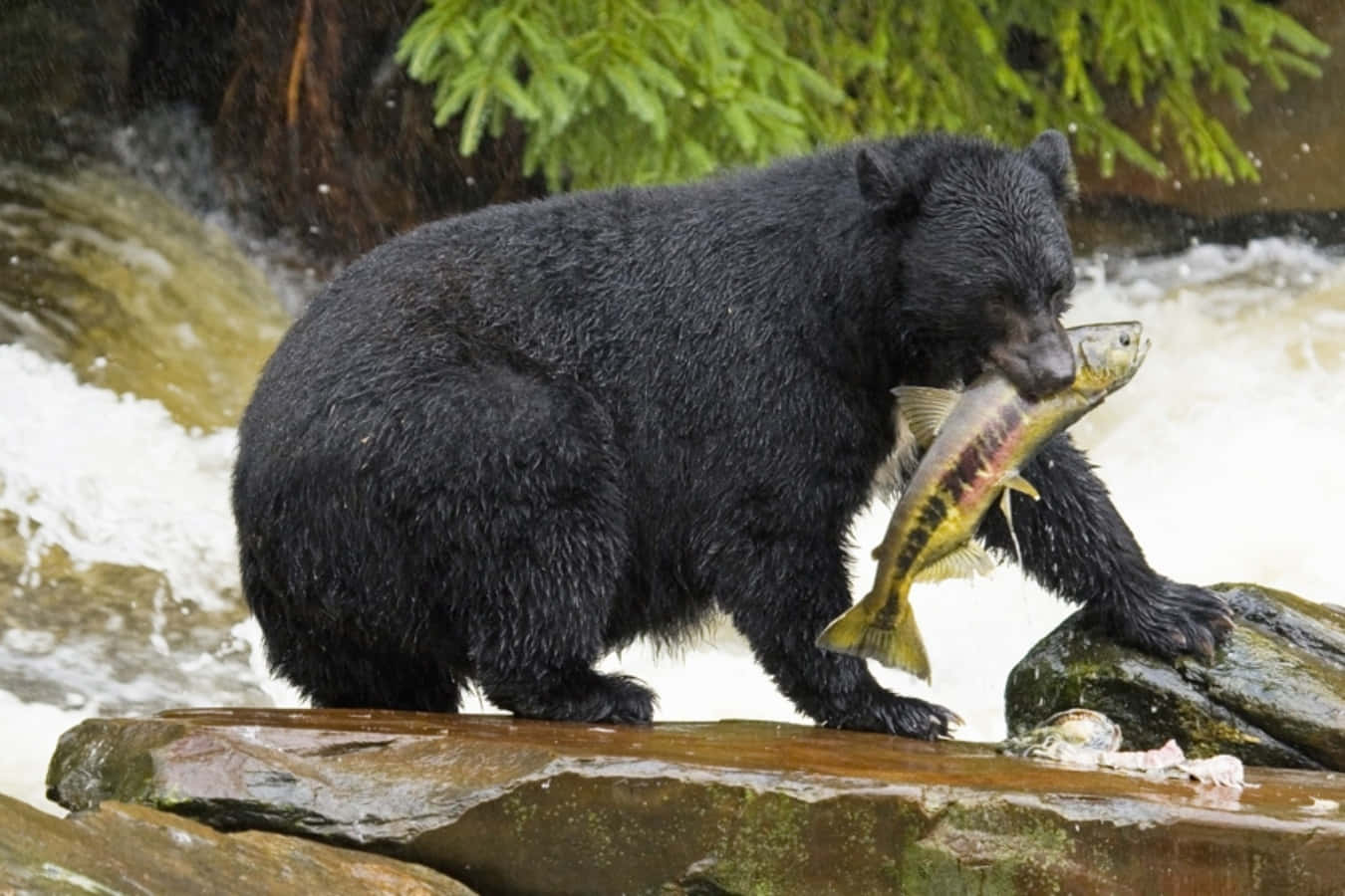 動物 桌布 壁紙 — 一隻黑熊站在湍急溪流中的濕岩石上，嘴裡叼著一條鮭魚，後面有松樹。