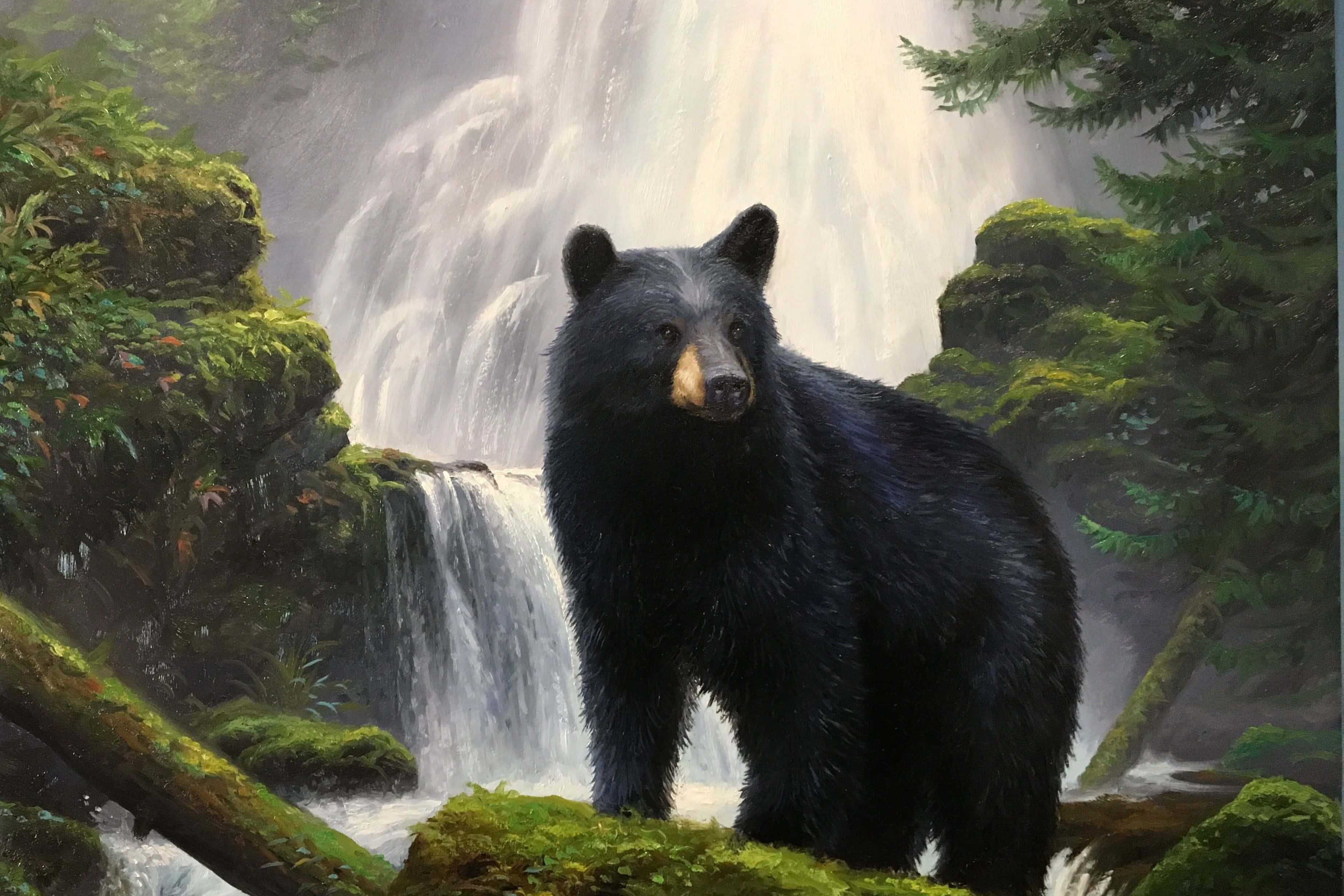動物 桌布 壁紙 — 一隻黑熊警覺地站在長滿苔蘚的岩石上，面前是瀑布，周圍是茂密的綠色森林。