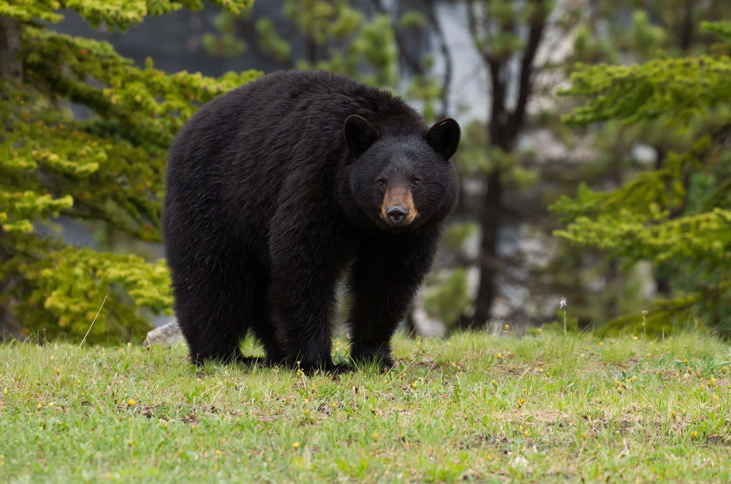 動物 桌布 壁紙 — 一隻黑熊警覺地站在長滿草的山坡上，周圍是茂密的綠色松樹，身處森林荒野之中。