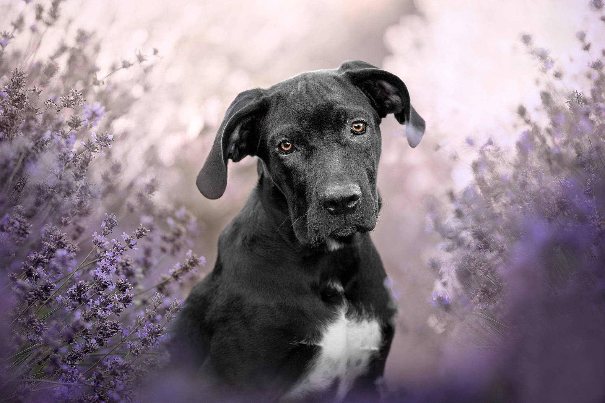 卡斯羅犬 桌布 壁紙 — 一隻黑狗，琥珀色的眼睛，平靜地坐在柔軟的紫色薰衣草田中，天空朦朧。