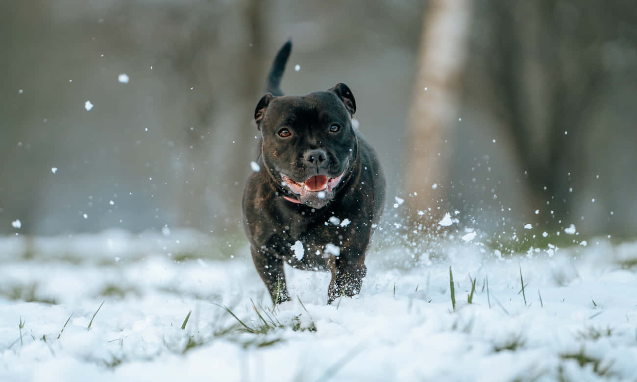 動物 桌布 壁紙 — 一隻黑狗在冬日森林中快樂地奔跑穿過飄落的雪花，雪花在牠的臉龐周圍飛舞。